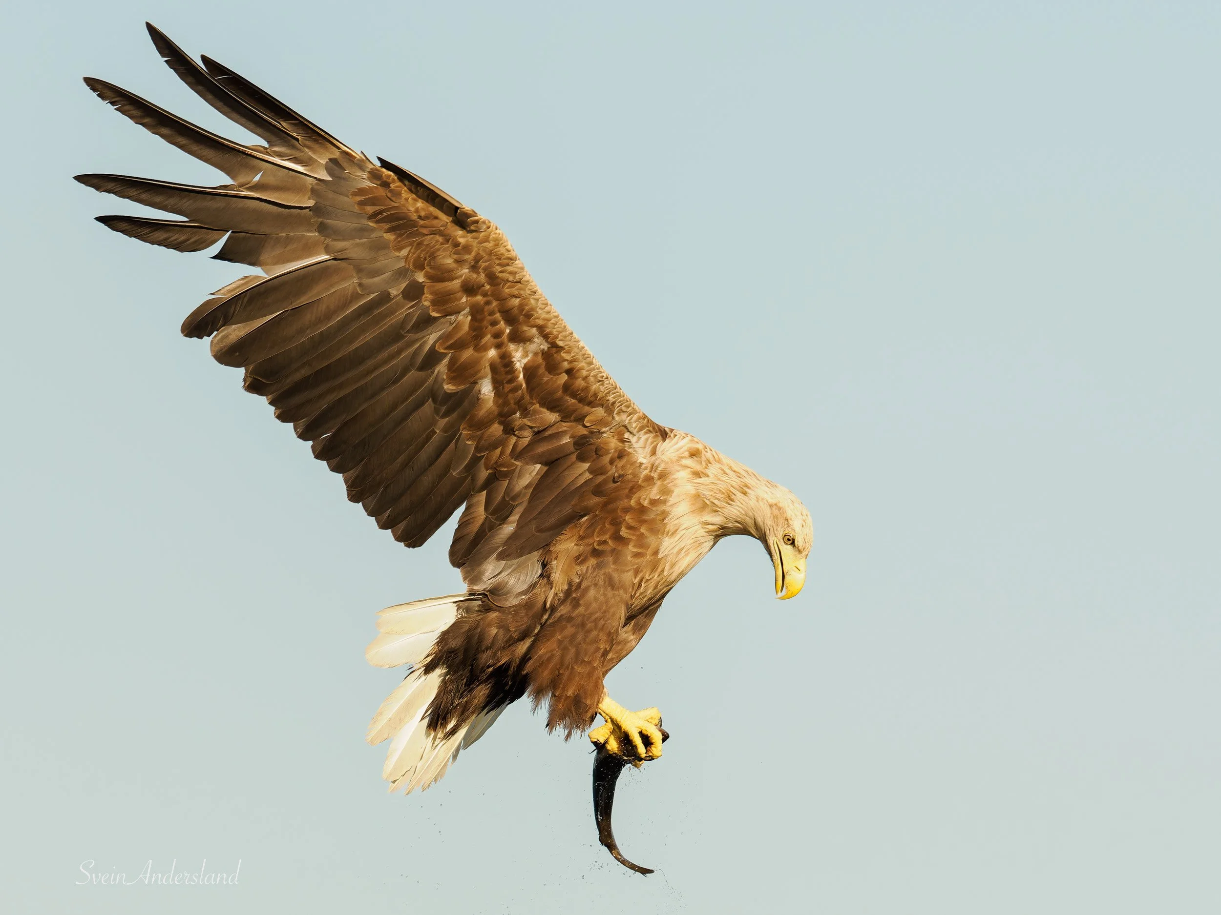 Havørna Ottar fangar fisk. The sea eagle, white-tailed eagle Ottar catches fish
