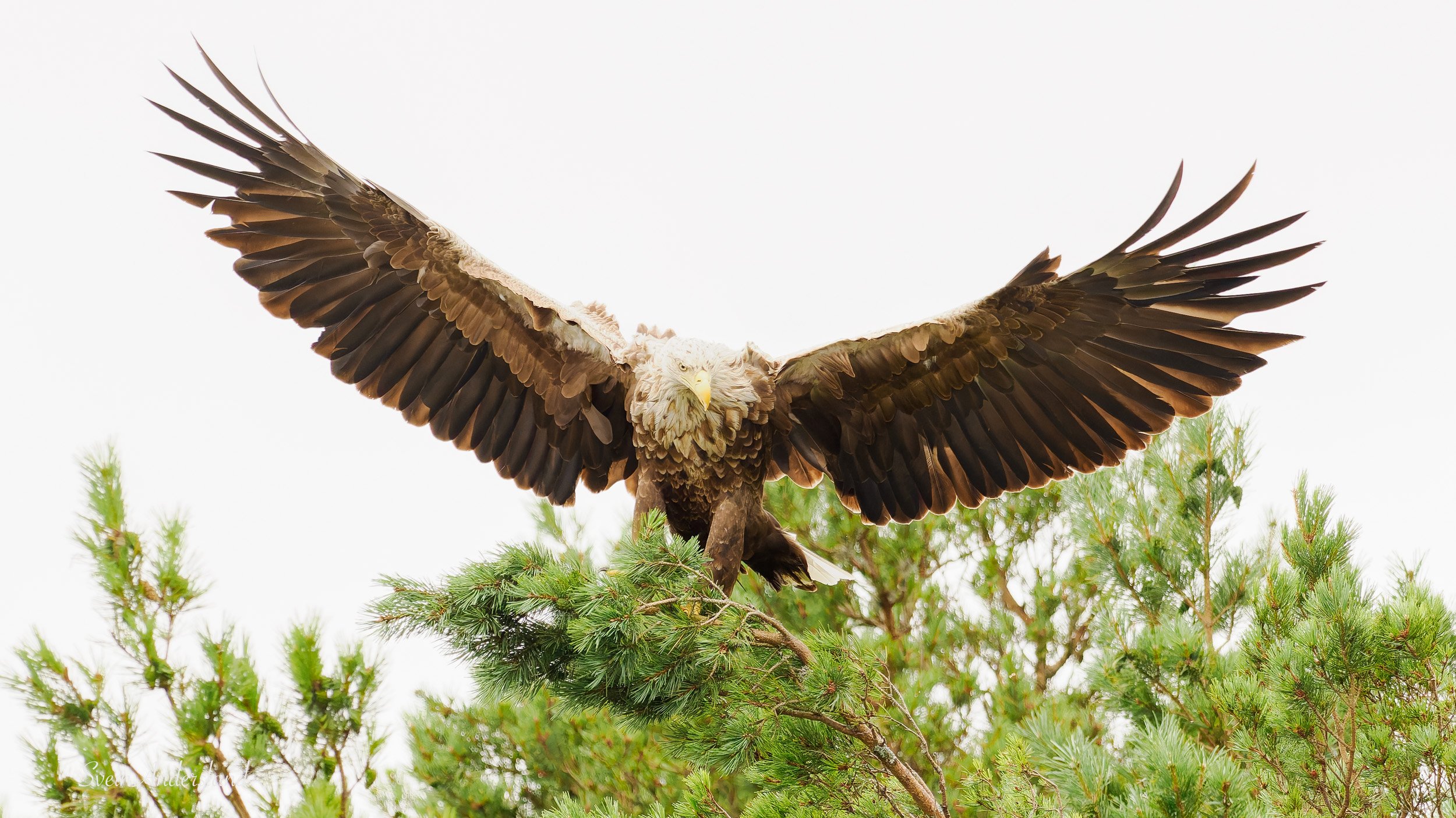 Havørn fanger fisk. Sea Eagle catches fish. White-tailed eagle cathes fish