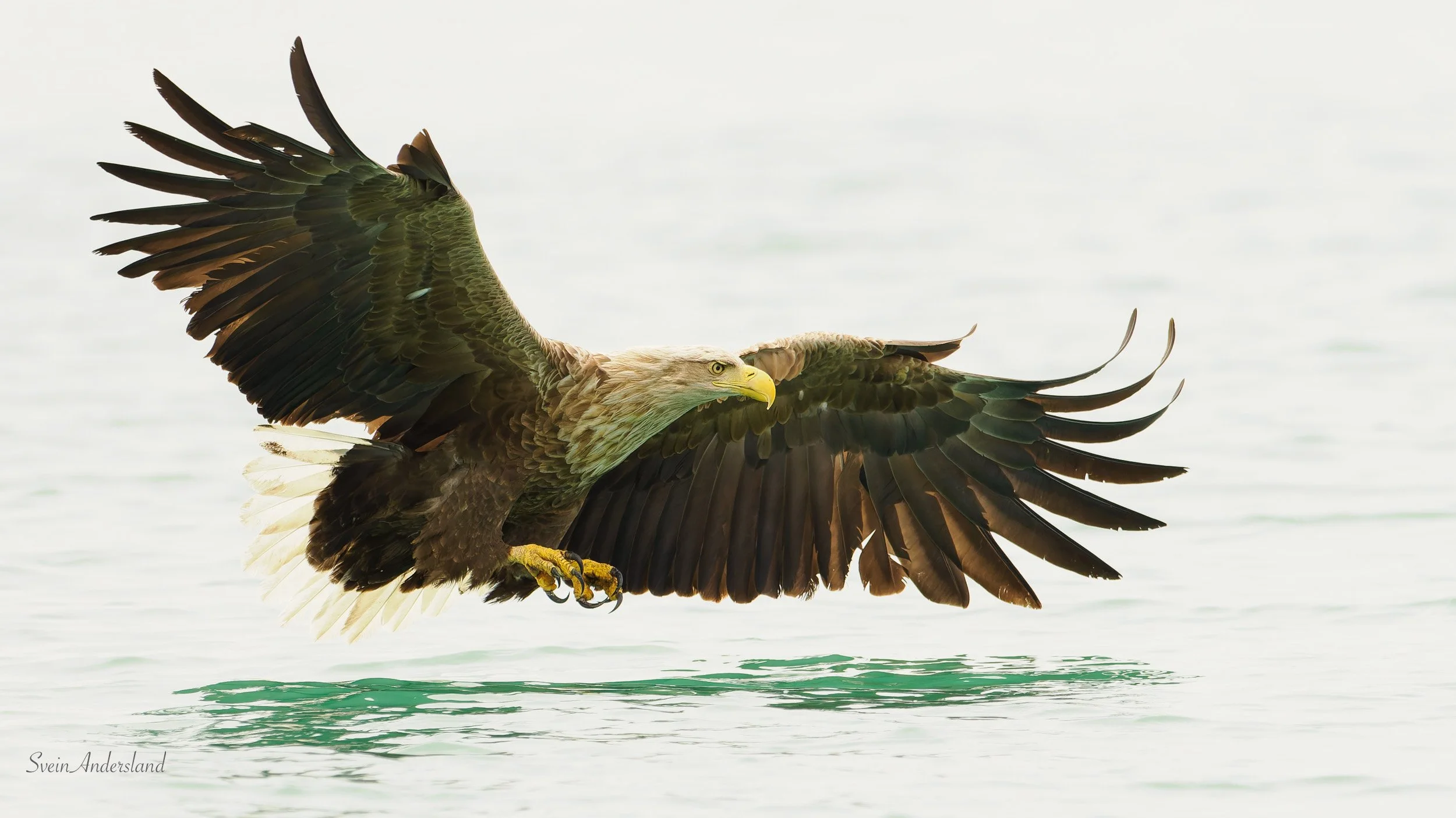 Havørn fanger fisk. Sea eagle, white-tailed eagle catches fish