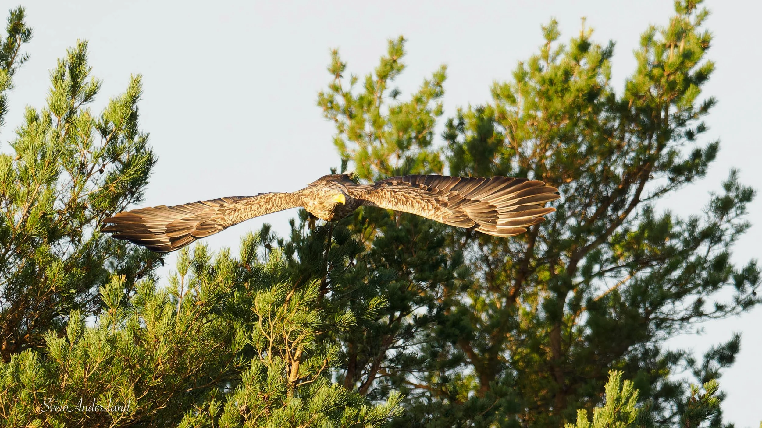 havørn-_B151386-DxO_DeepPRIME XD2s.jpg