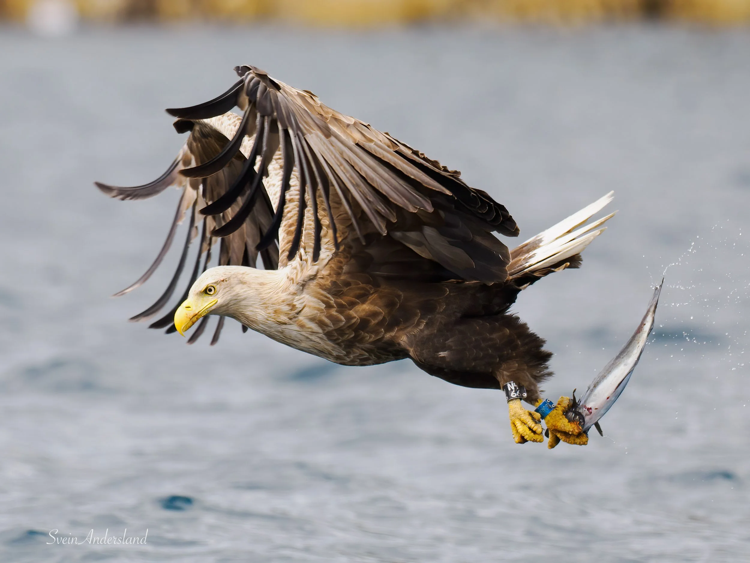 havørn-_6096049-Edit.jpg