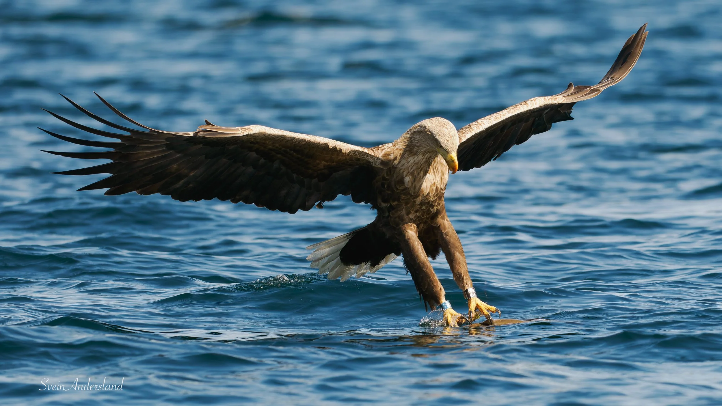 havørn, sea eagle, white-tailed eagle