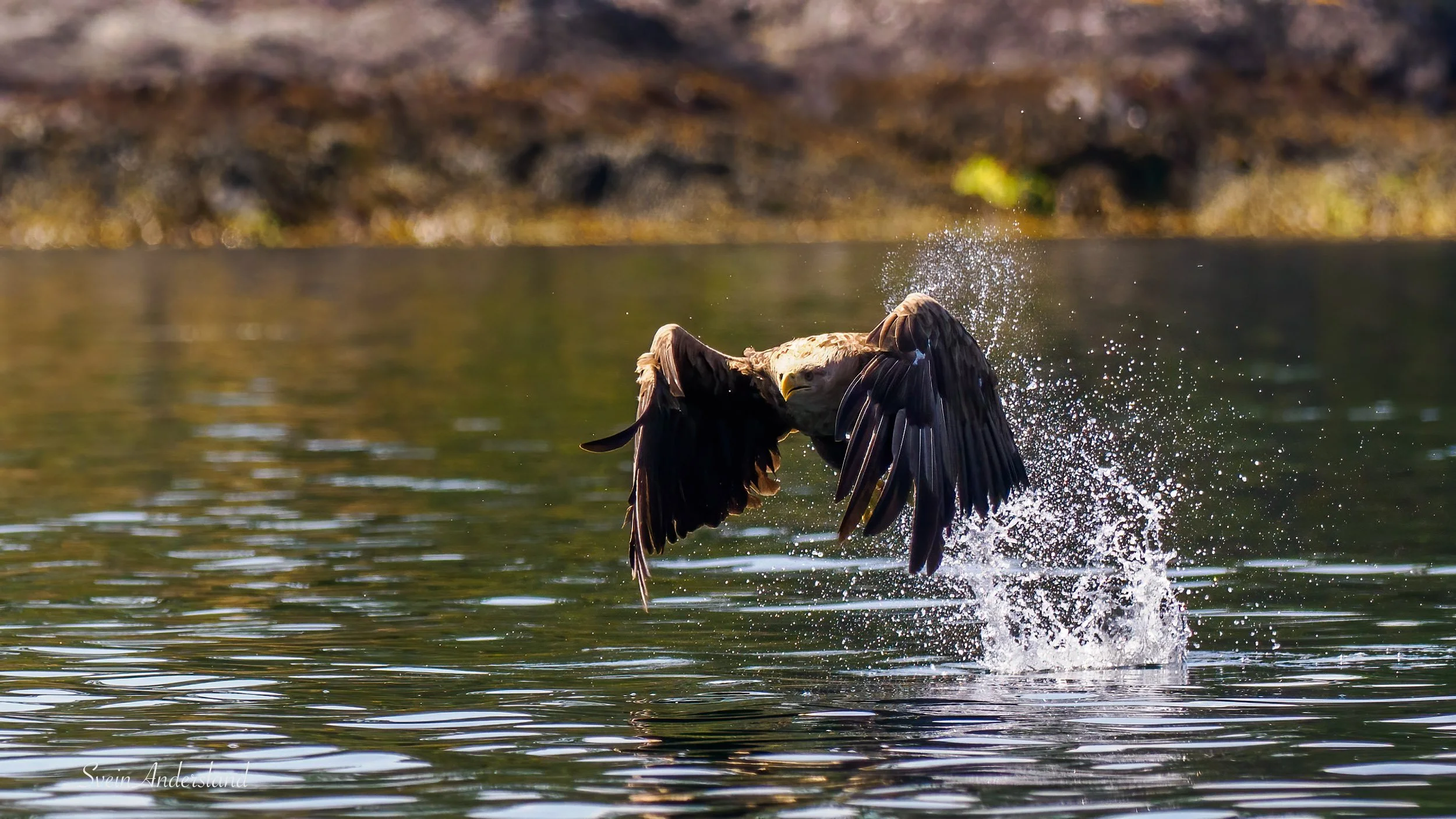 havørn-_6218379-Edit.jpg