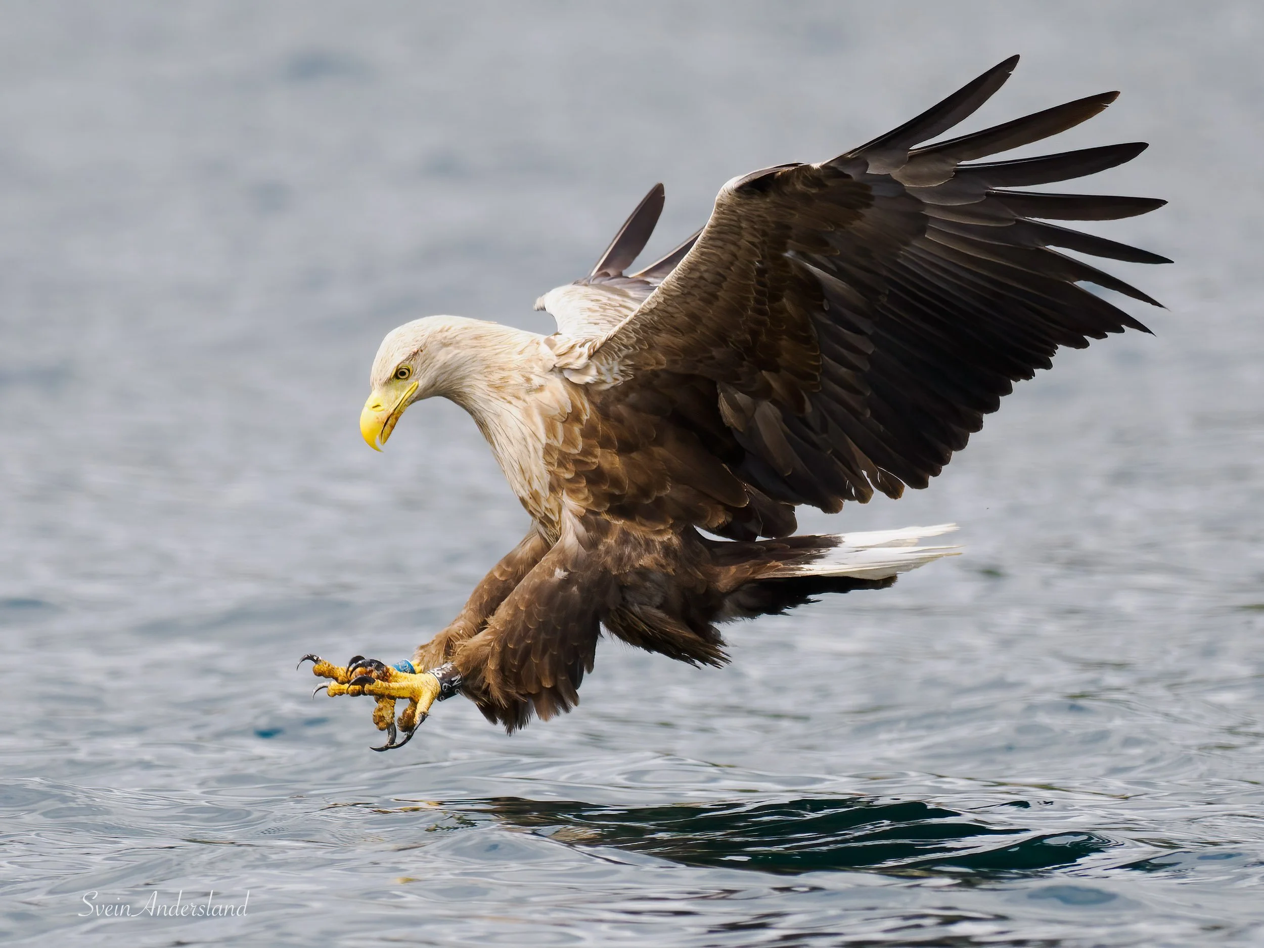 havørn-_6096043-Edit.jpg