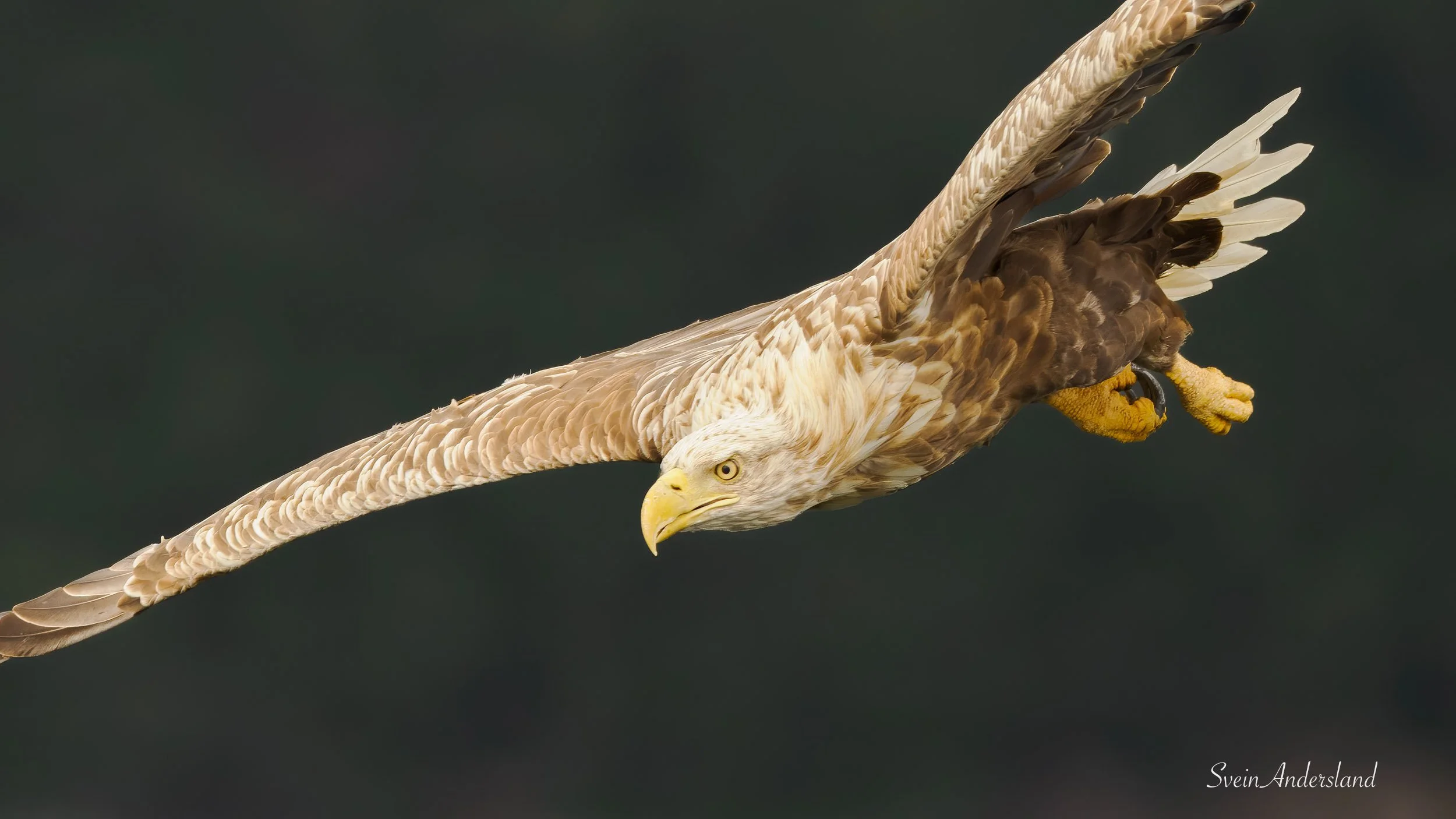 Havørn. Sea eagle. White-tailed eagle.