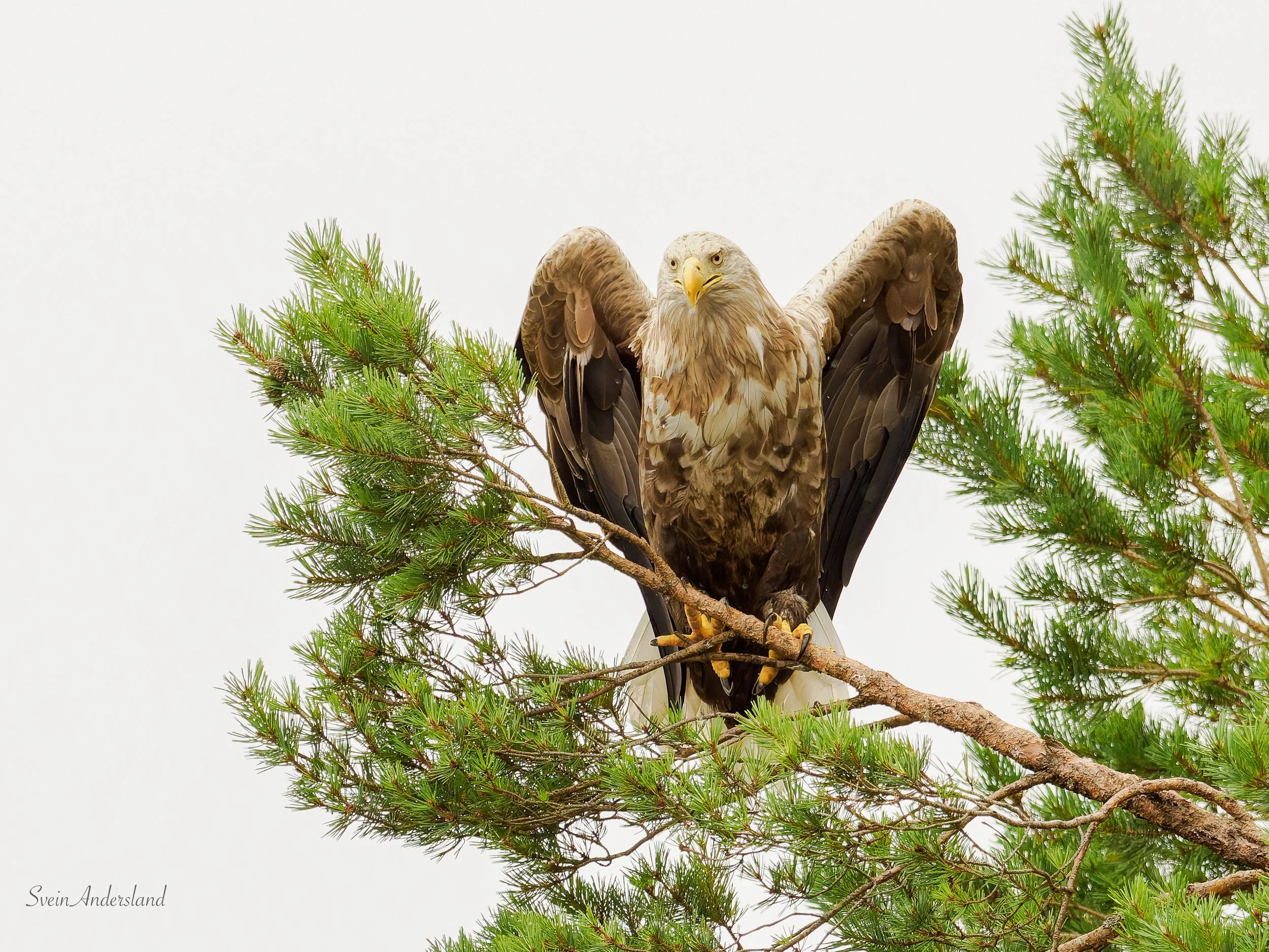 havørn fanger fisk, sea eagle or white-tailed eagle catches fish