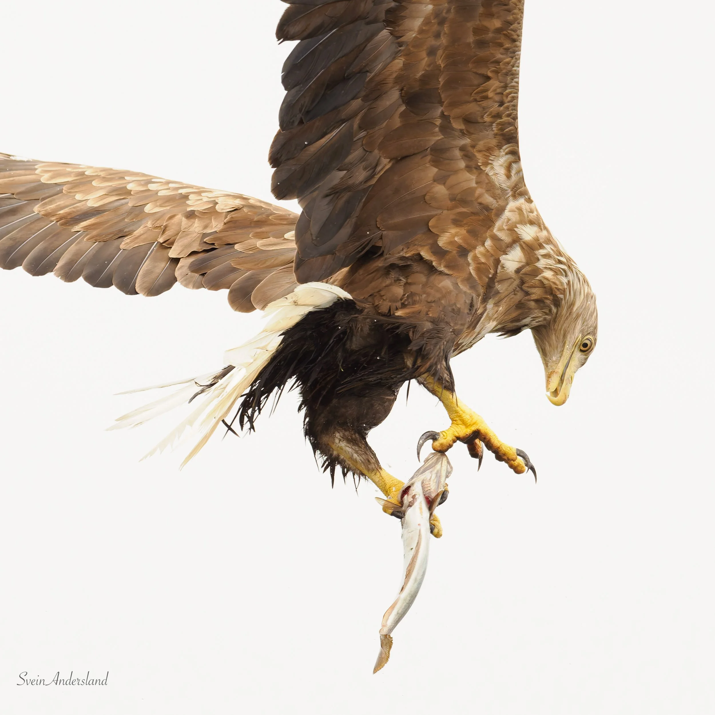 Havørn fanger fisk. Sea eagle, white-tailed eagle catches fish. Sea eagle, white-tailed eagle, eagle photography