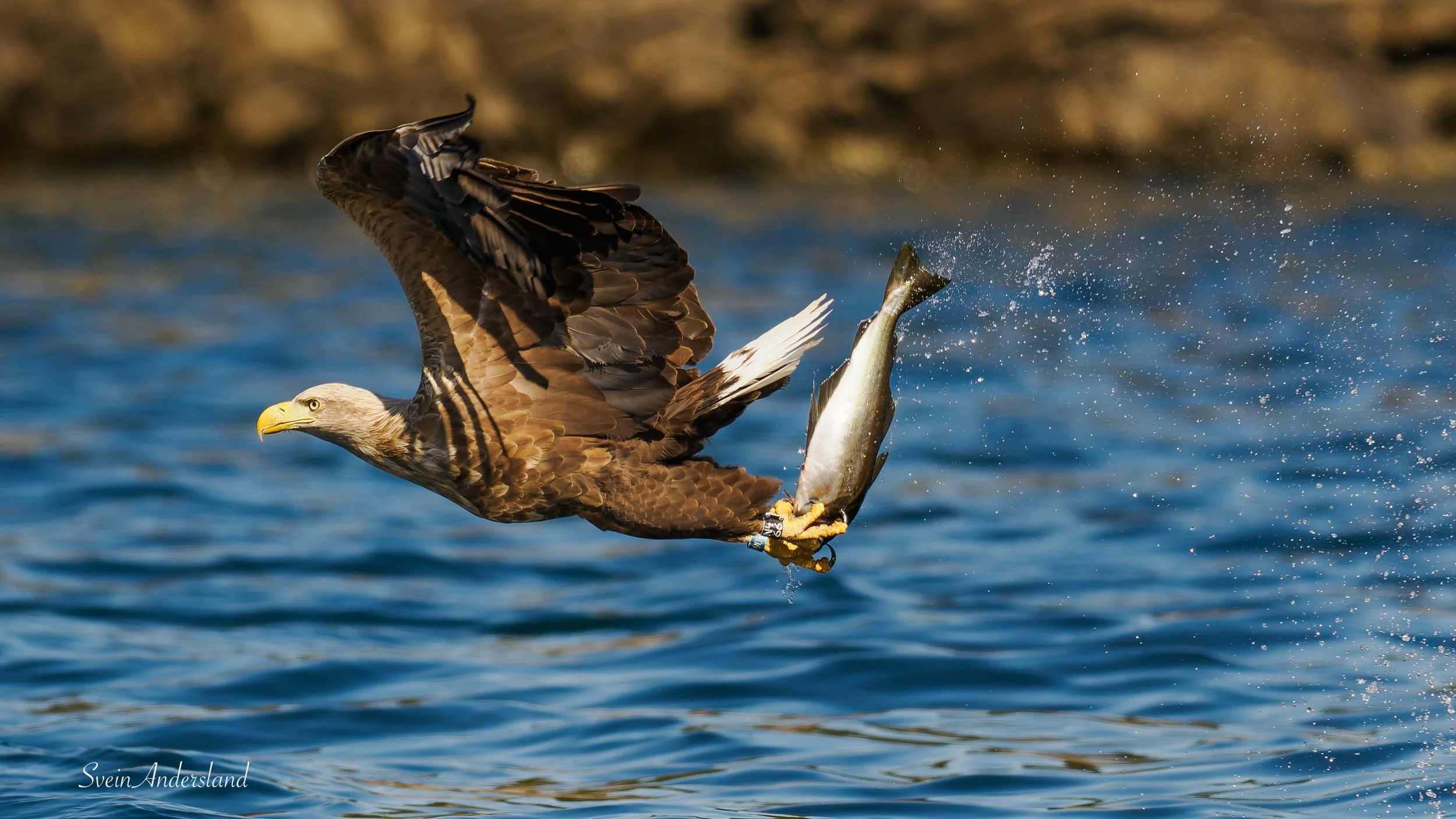 Havørna Otto fanger en fisk. The sea eagle Otto cathes a fish.