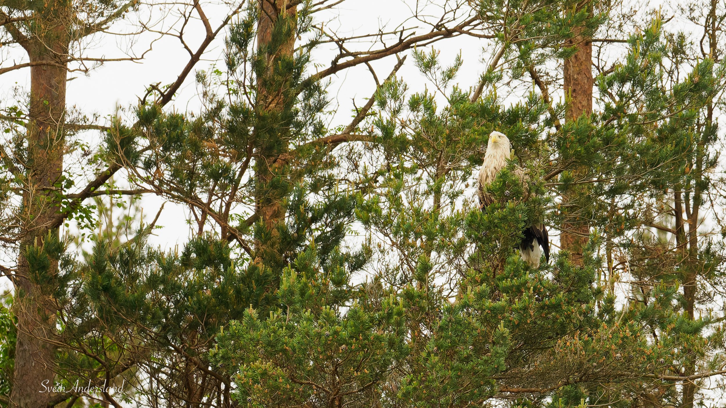 Havørn fanger fisk. Sea eagle, white-tailed eagle catches fish