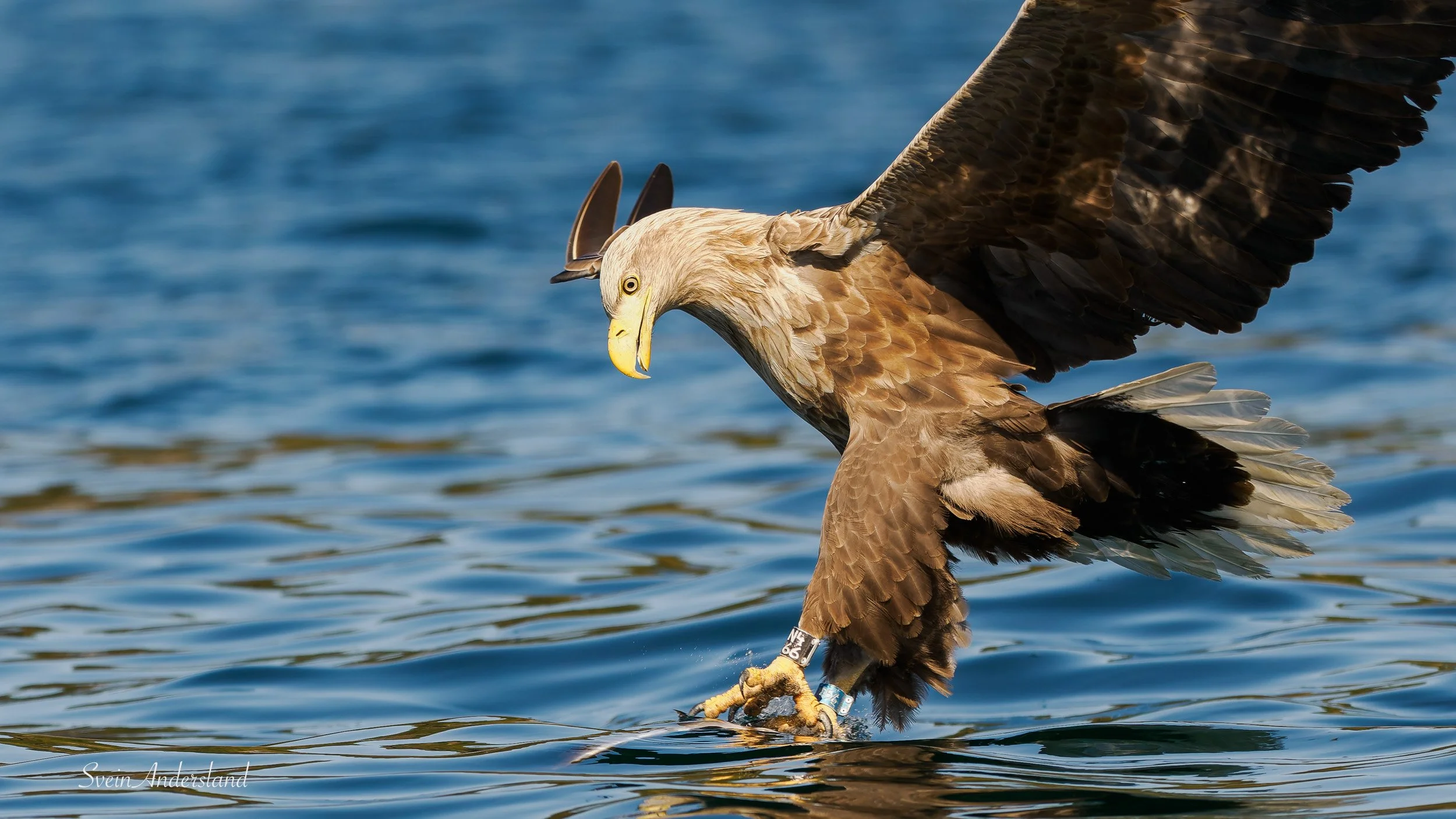 Havørna Otto fanger en fisk. The sea eagle Otto cathes a fish.