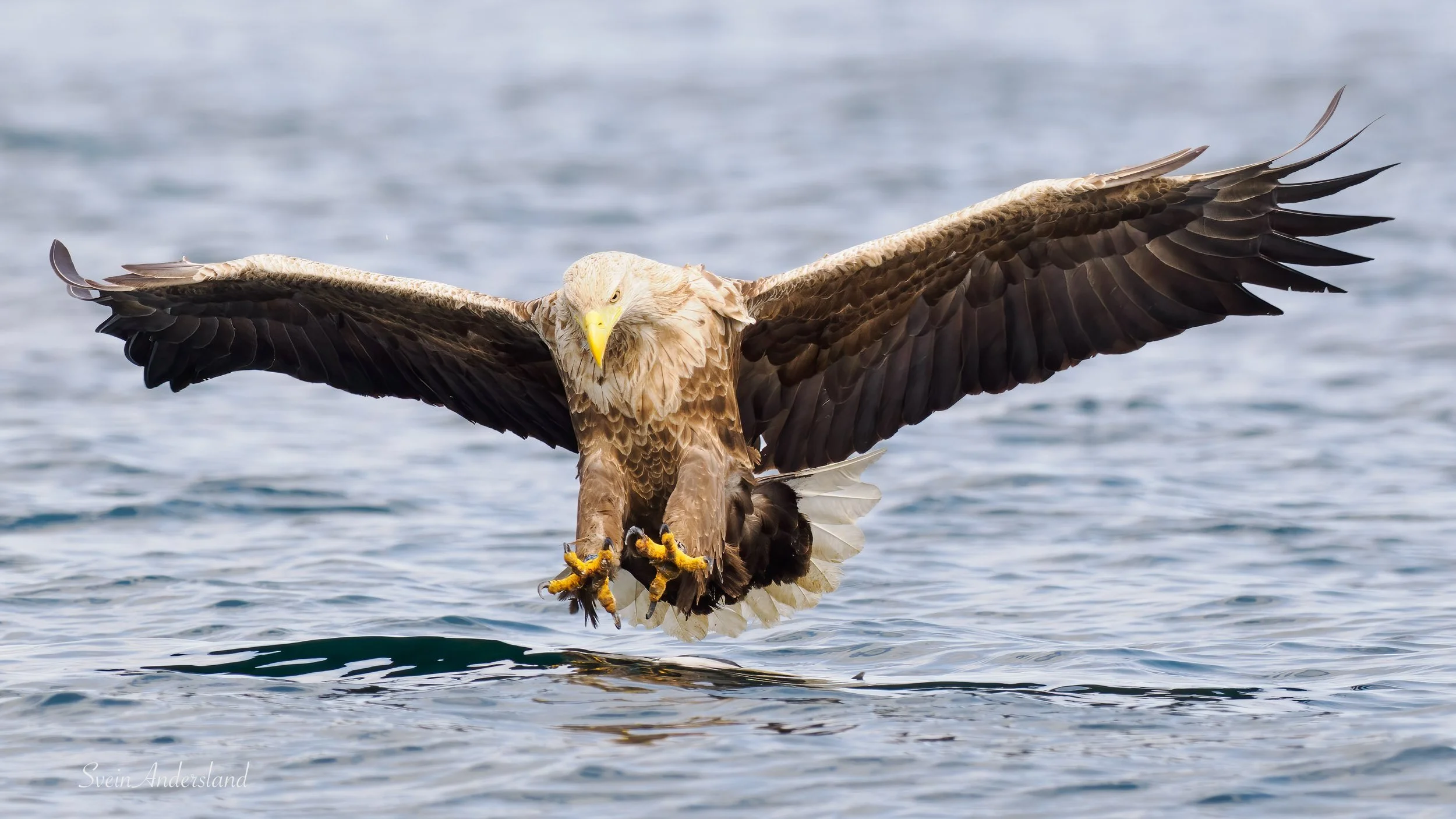 havørn-_6095822-Edit.jpg