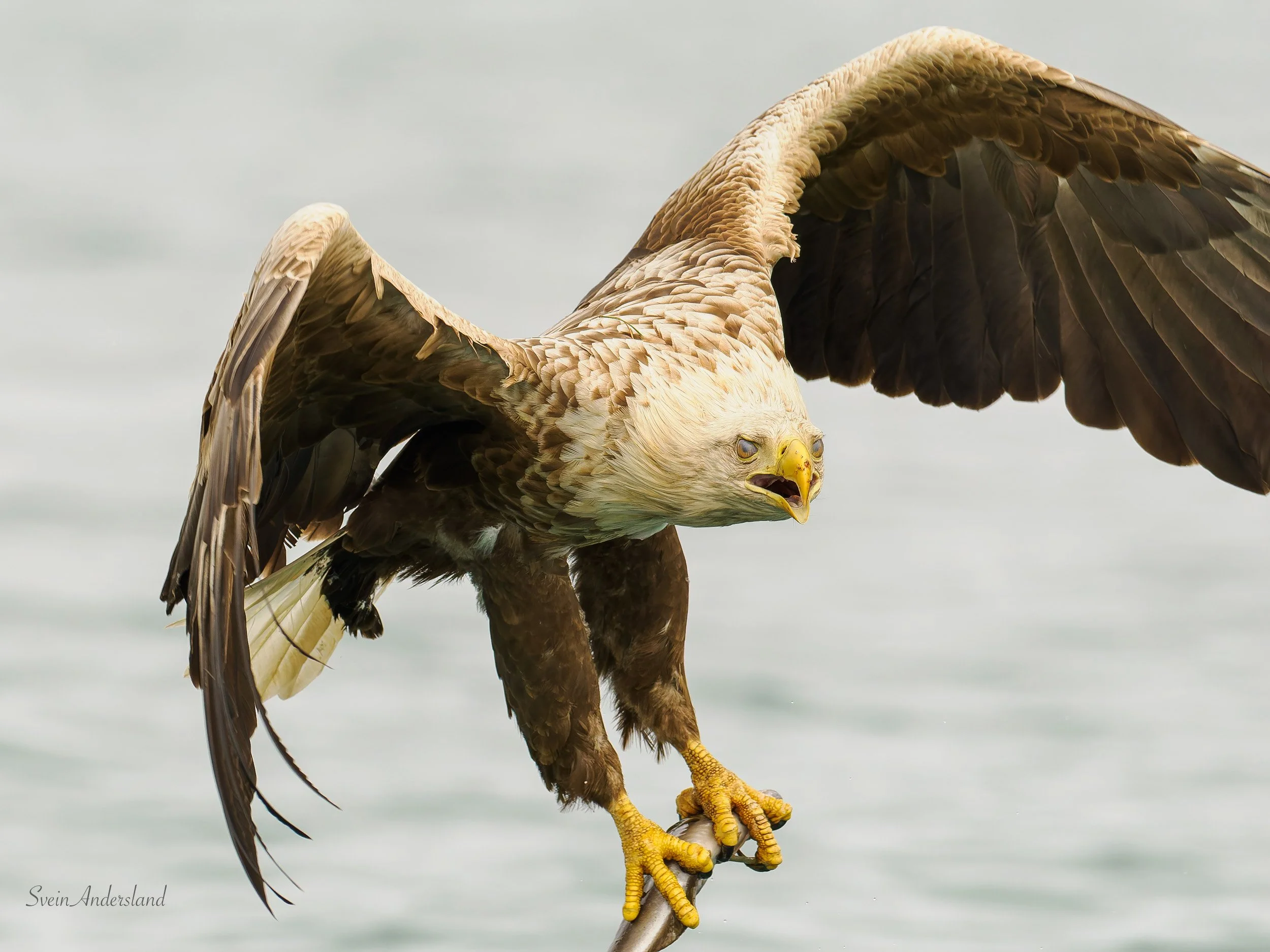 Havørn fanger fisk. Sea eagle catches fish.