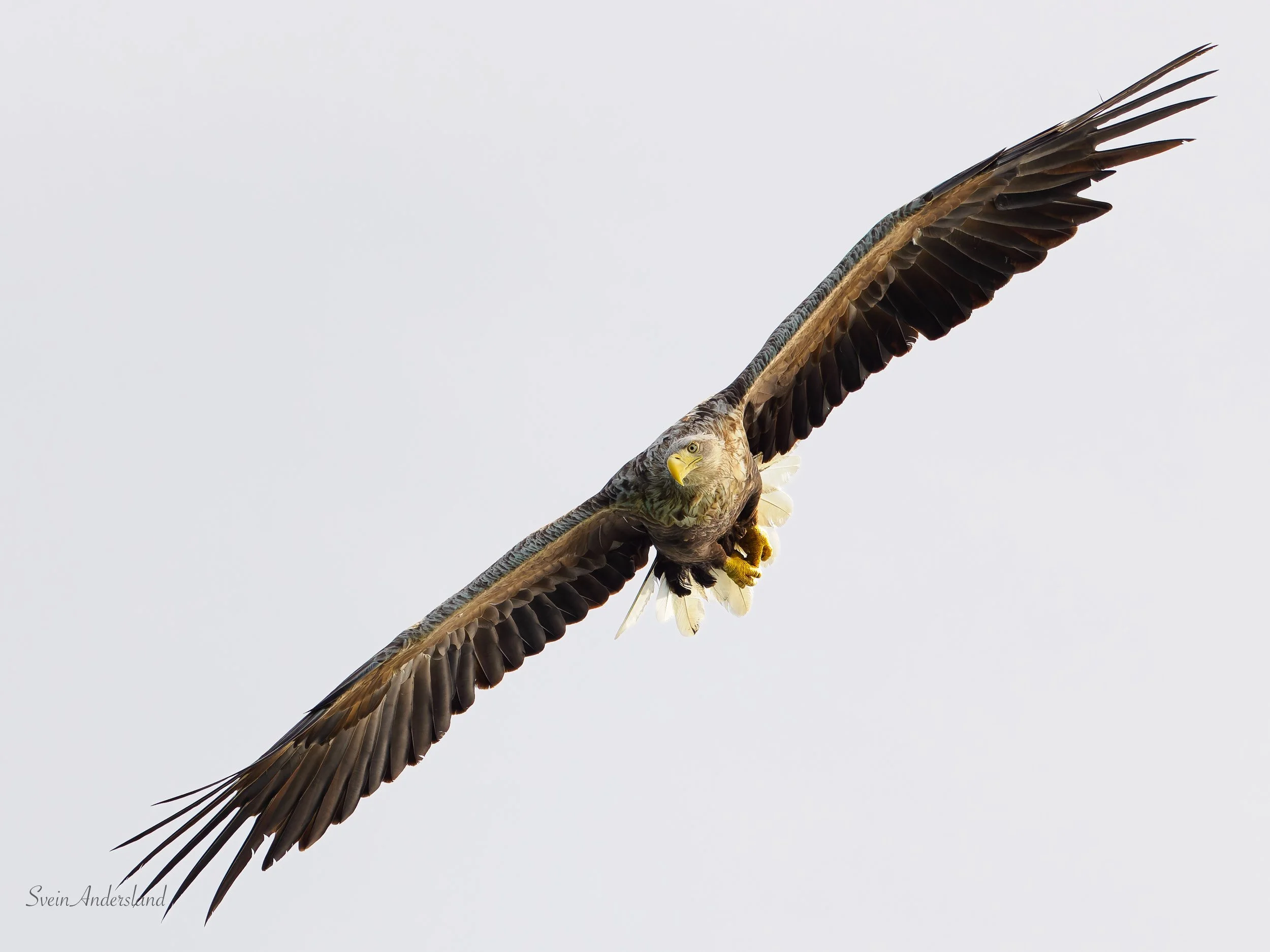 Havørn fanger fisk. Sea eagle catches a fish. White-tailed eagle catches a fish