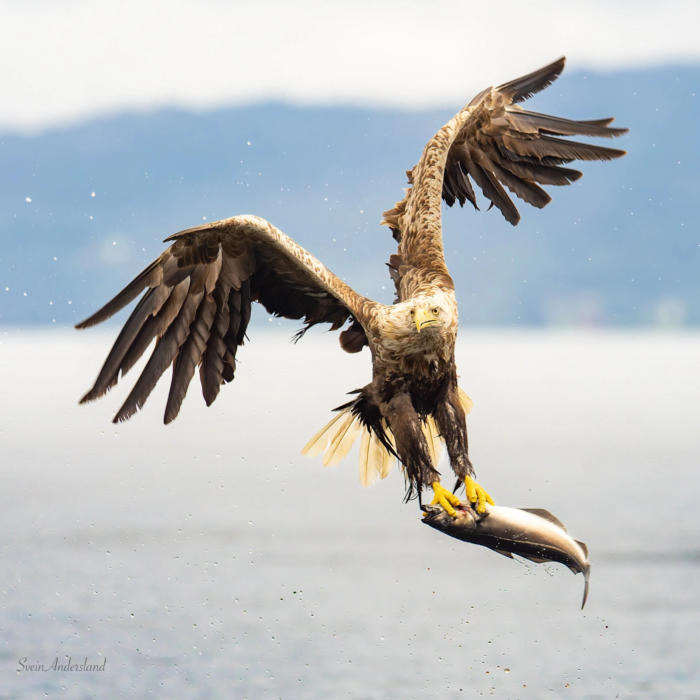 Havørn fanger fisk. Sea eagle, white-tailed eagle catches fish. Sea eagle, white-tailed eagle, eagle photography