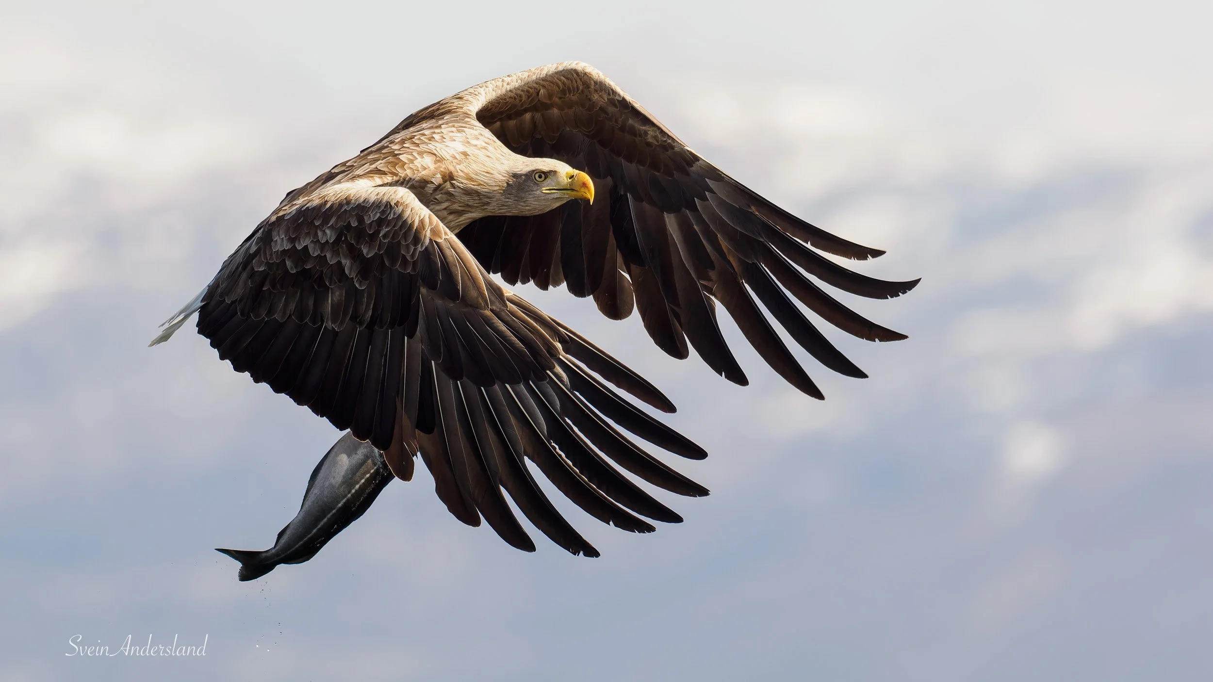 Havørn fanger fisk. A sea eagle or white-tailed eagle catches a fish