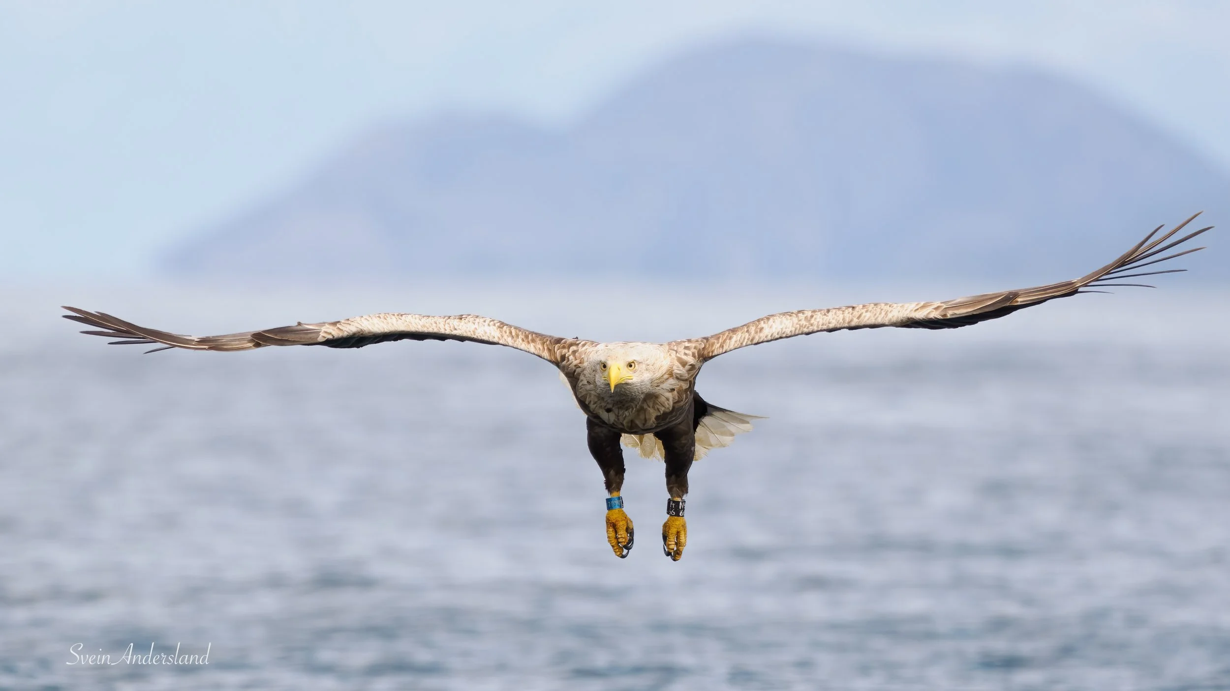 havørn-_6095799-Edit.jpg