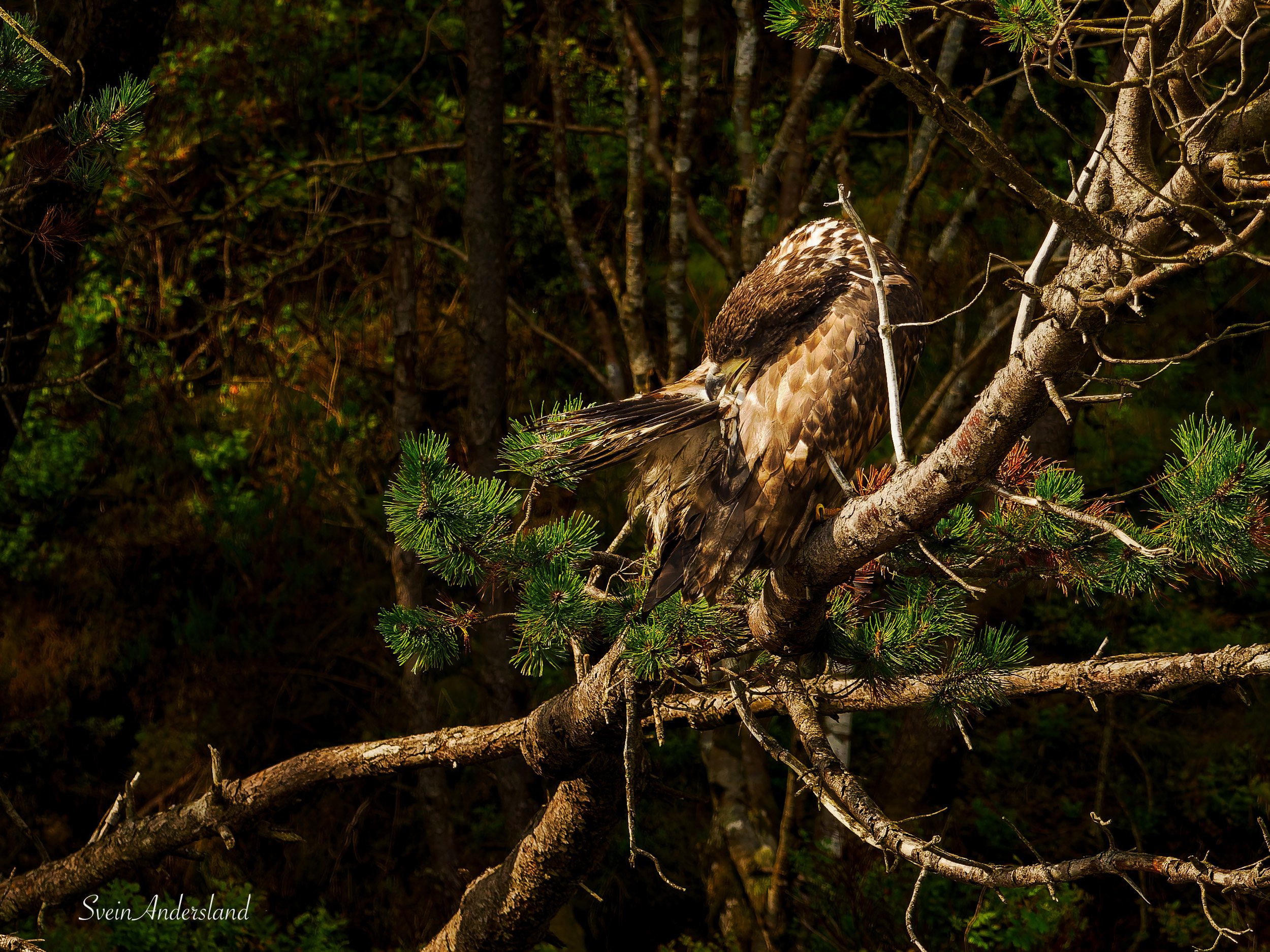 havørn, sea eagle, white-tailed eagle