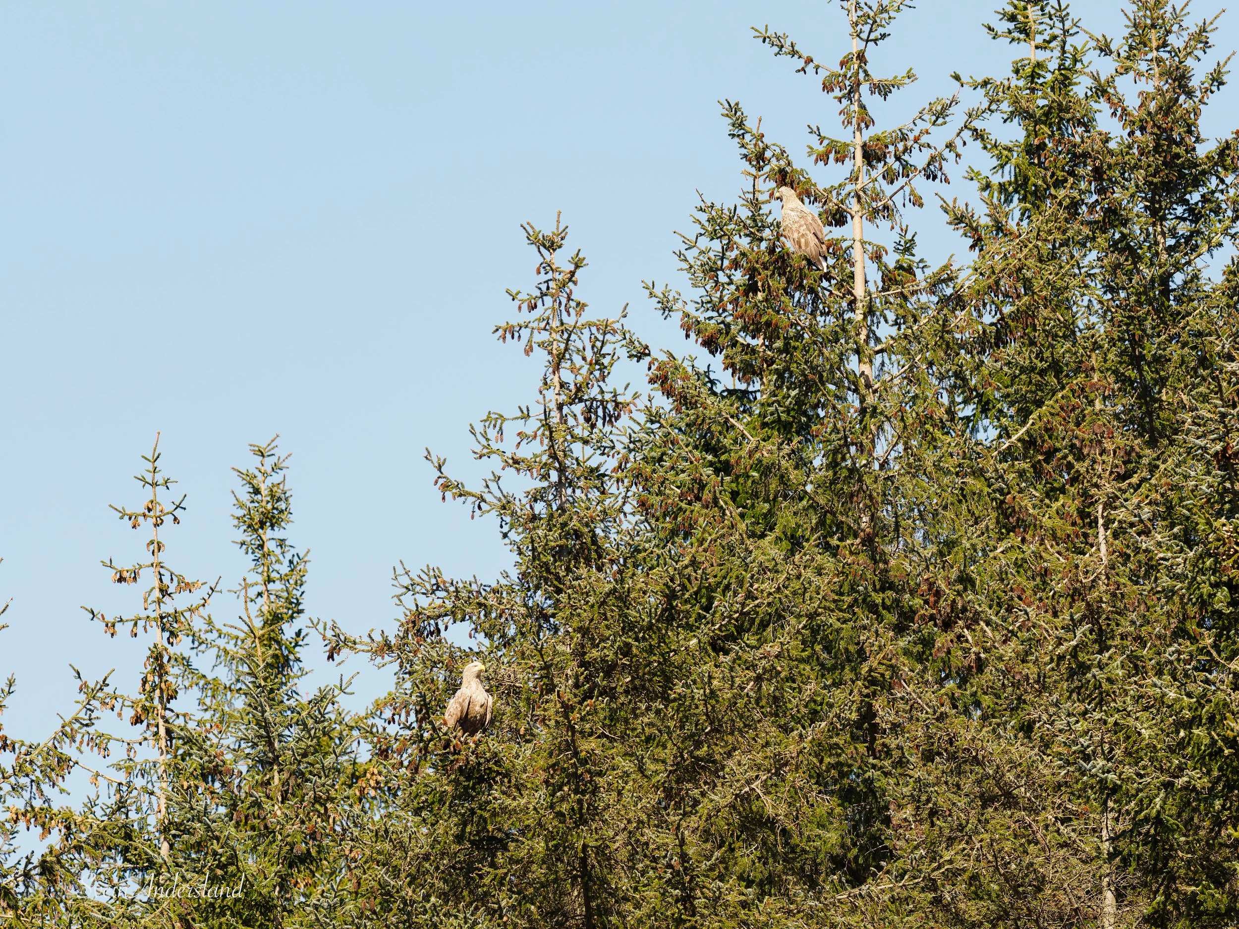 Havørnene Gunda og Otto sitter under hverandre og vokter reiret. The sea eagles Gunda and Otto are resting in a tree, watching over their nest