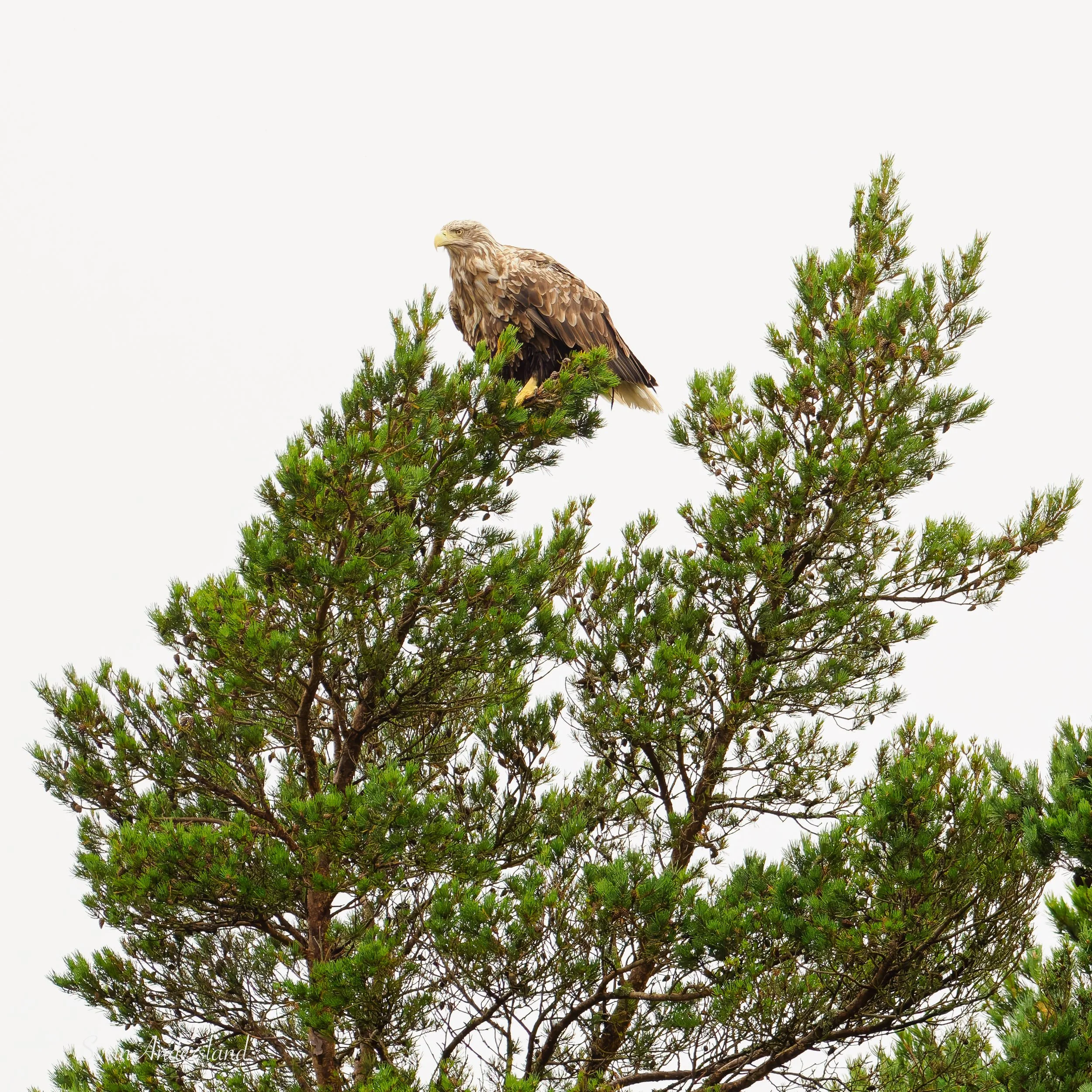 Havørn fanger fisk. Sea eagle, white-tailed eagle catches fish. Sea eagle, white-tailed eagle, eagle photography