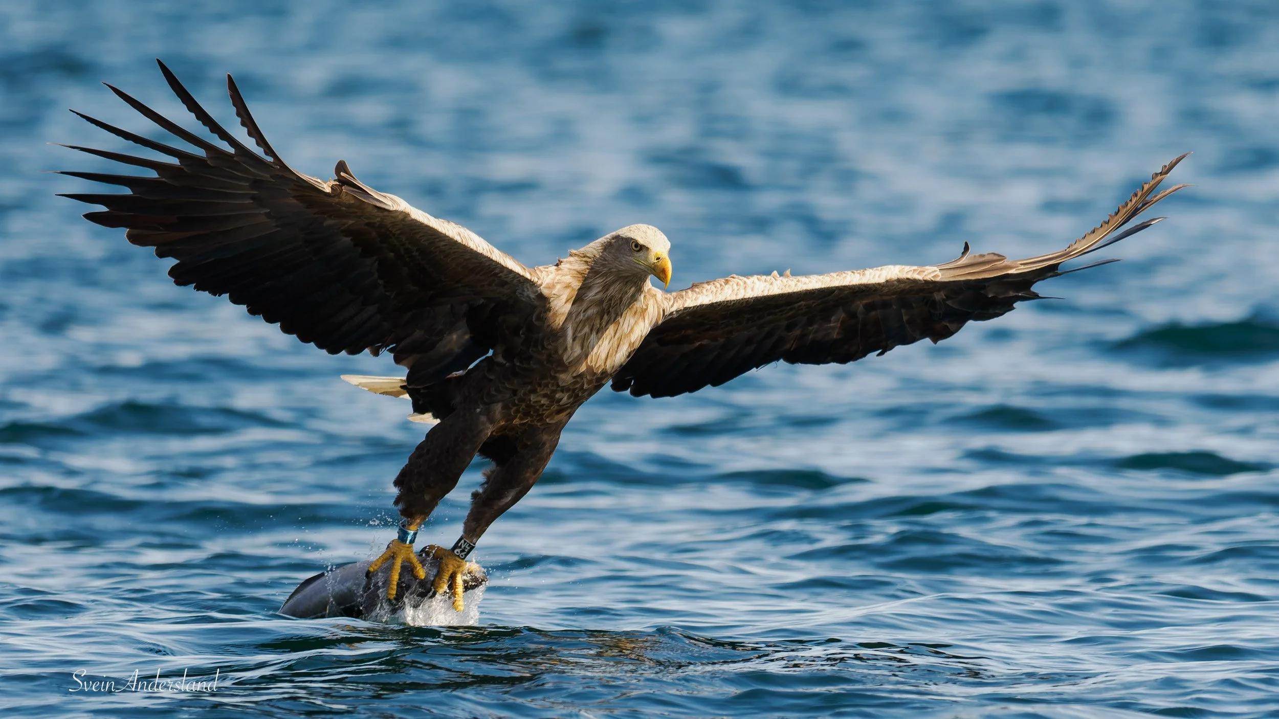 havørn, sea eagle, white-tailed eagle