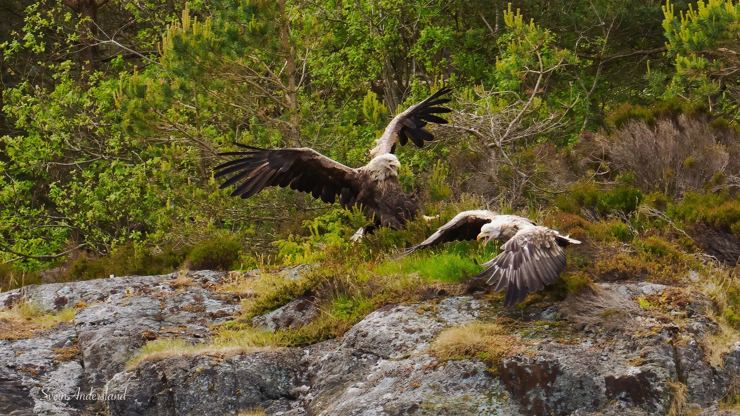 havørn-_6094617-Edit.jpg