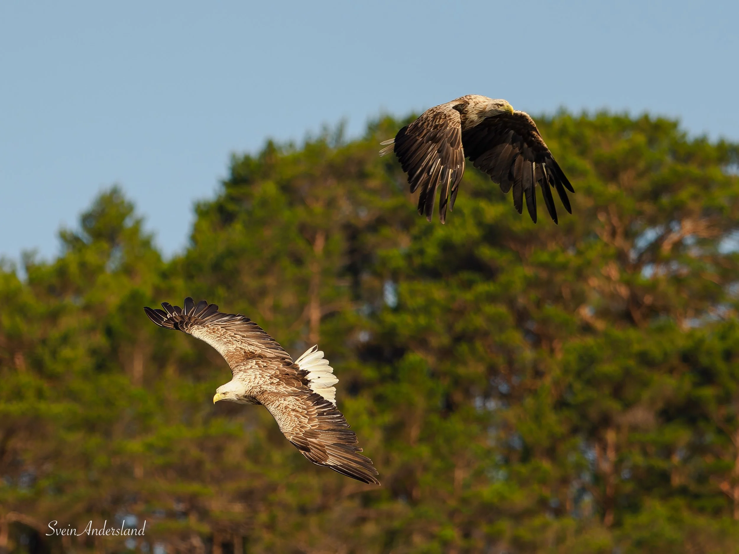 Havørn fanger fisk. Sea eagle catches a fish. White-tailed eagle catches a fish