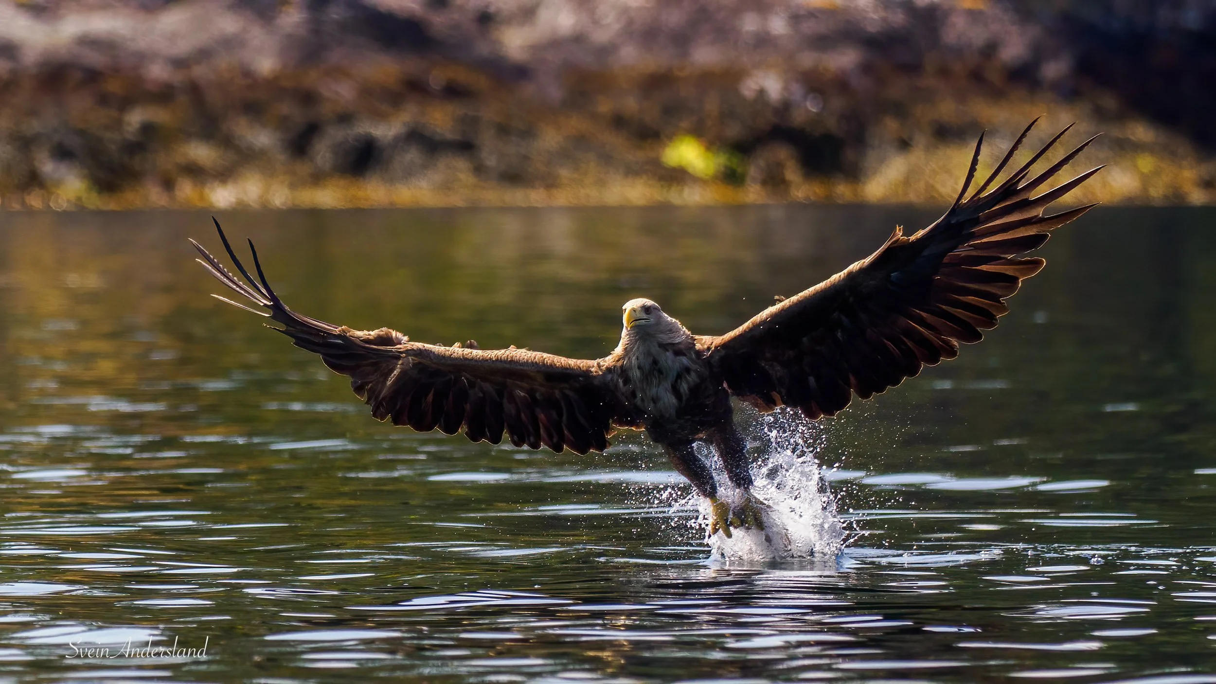 havørn-_6218376-Edit.jpg