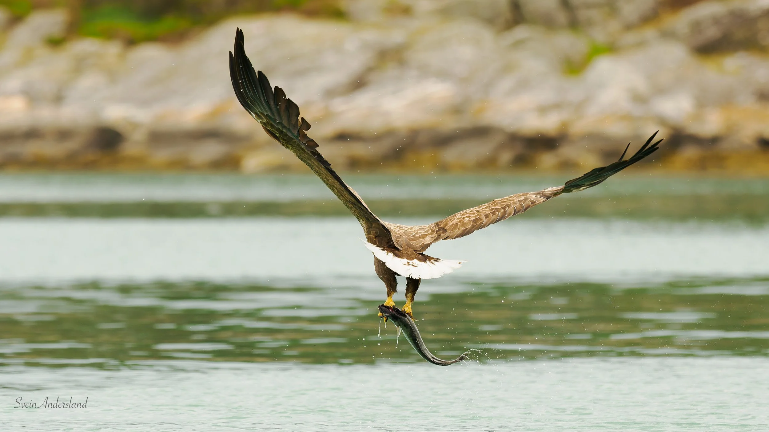 Havørn fanger fisk. Sea eagle, white-tailed eagle catches fish