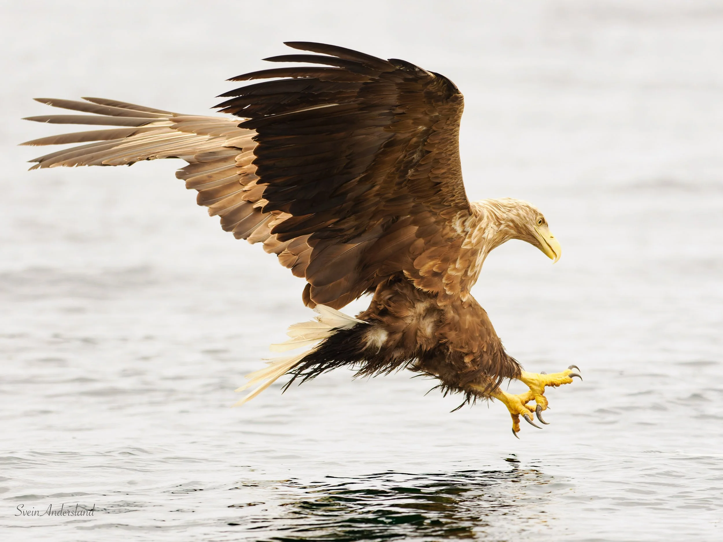 Havørn fanger fisk. Sea eagle, white-tailed eagle catches fish. Sea eagle, white-tailed eagle, eagle photography