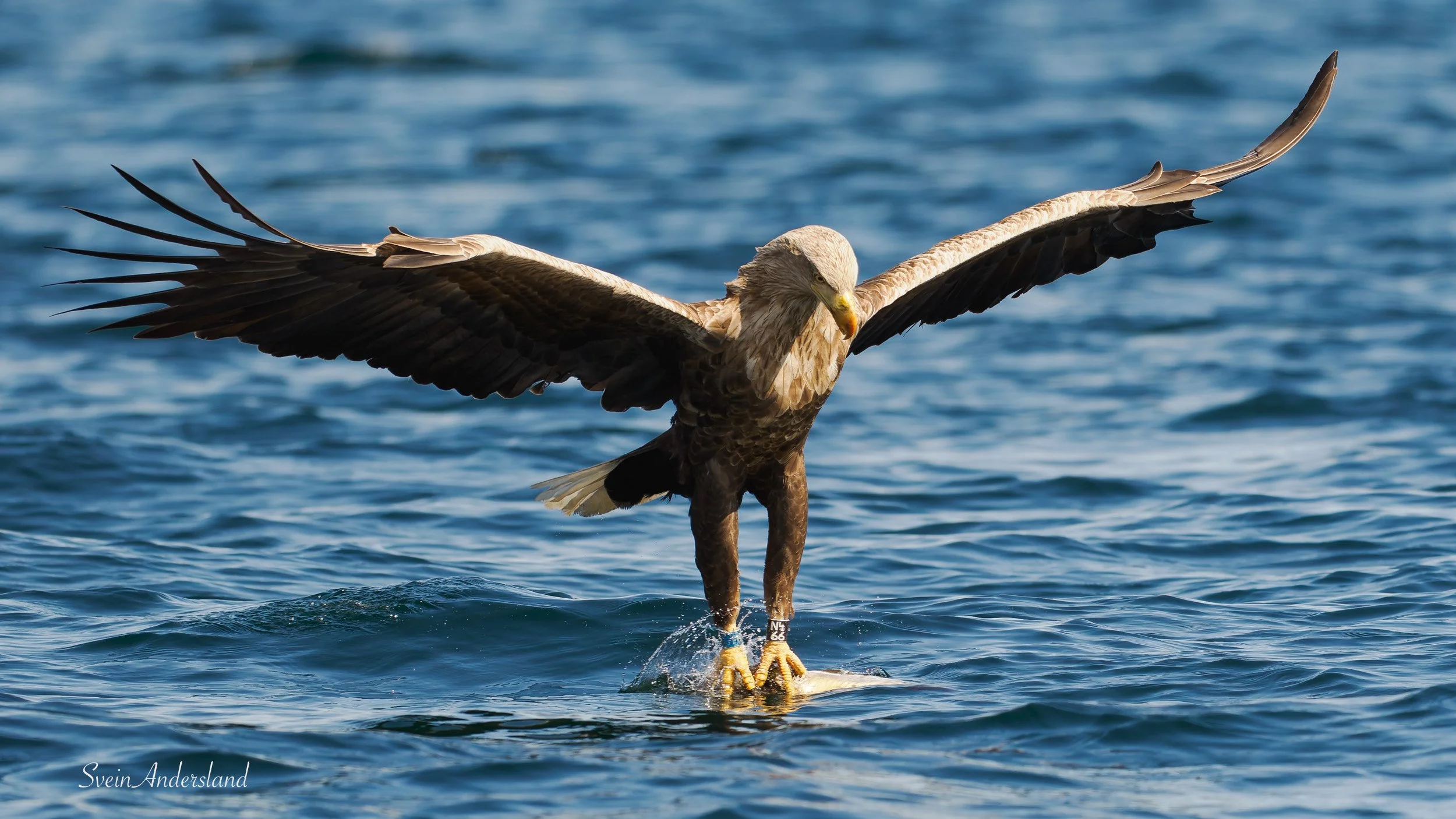havørn, sea eagle, white-tailed eagle