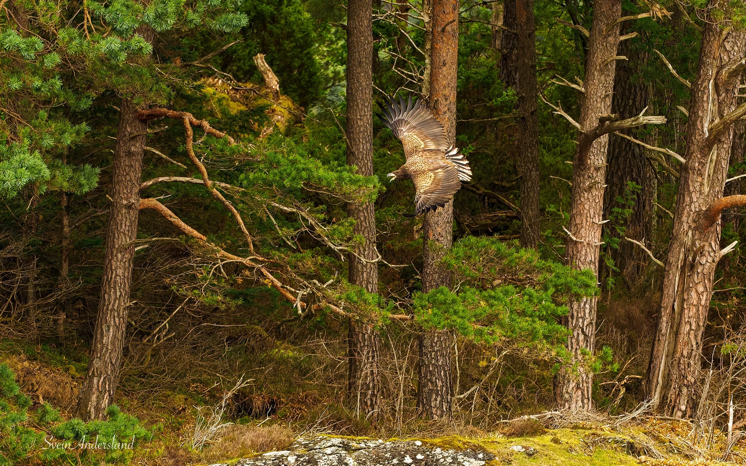 Havørn fanger fisk. Sea eagle cathces fish