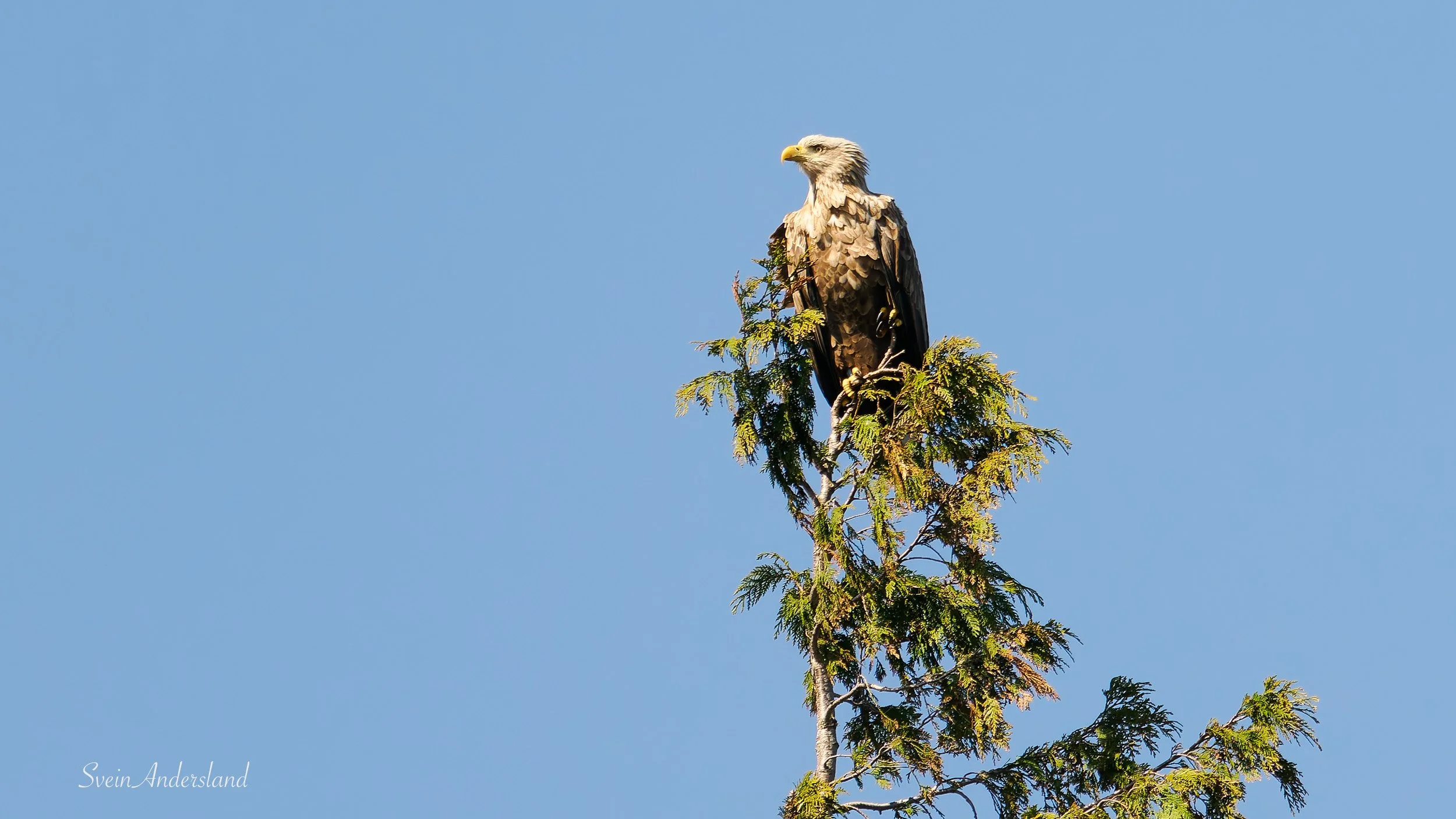 havørn, sea eagle, white-tailed eagle