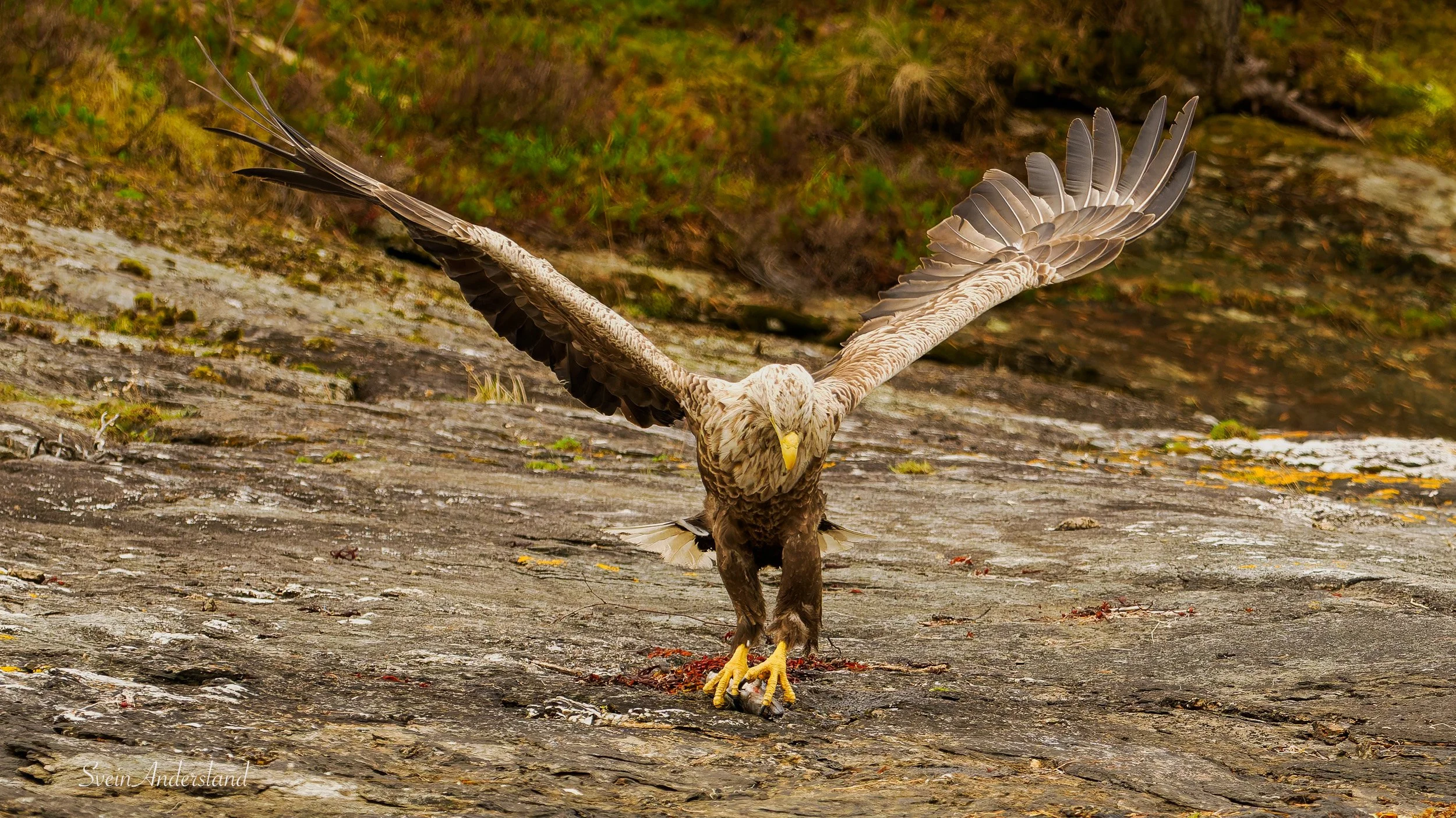 Havørn fanger fisk. Sea Eagle catches fish. White-tailed eagle cathes fish