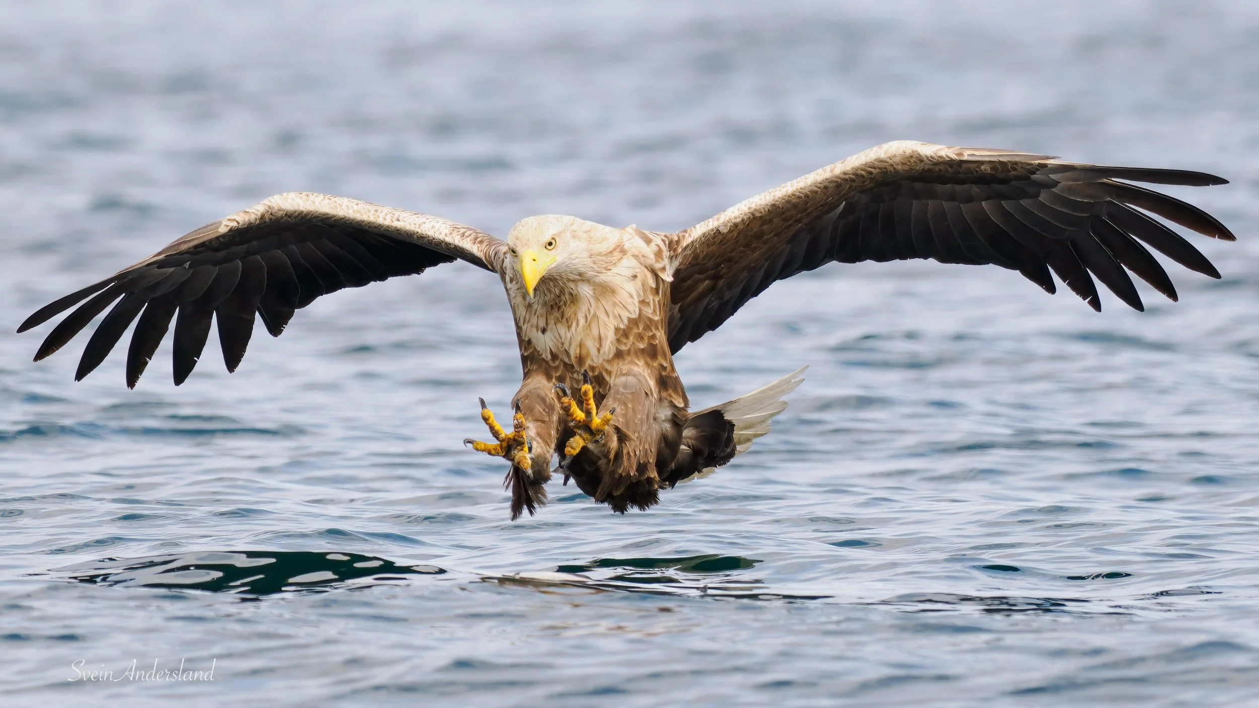 havørn-_6095821-Edit.jpg