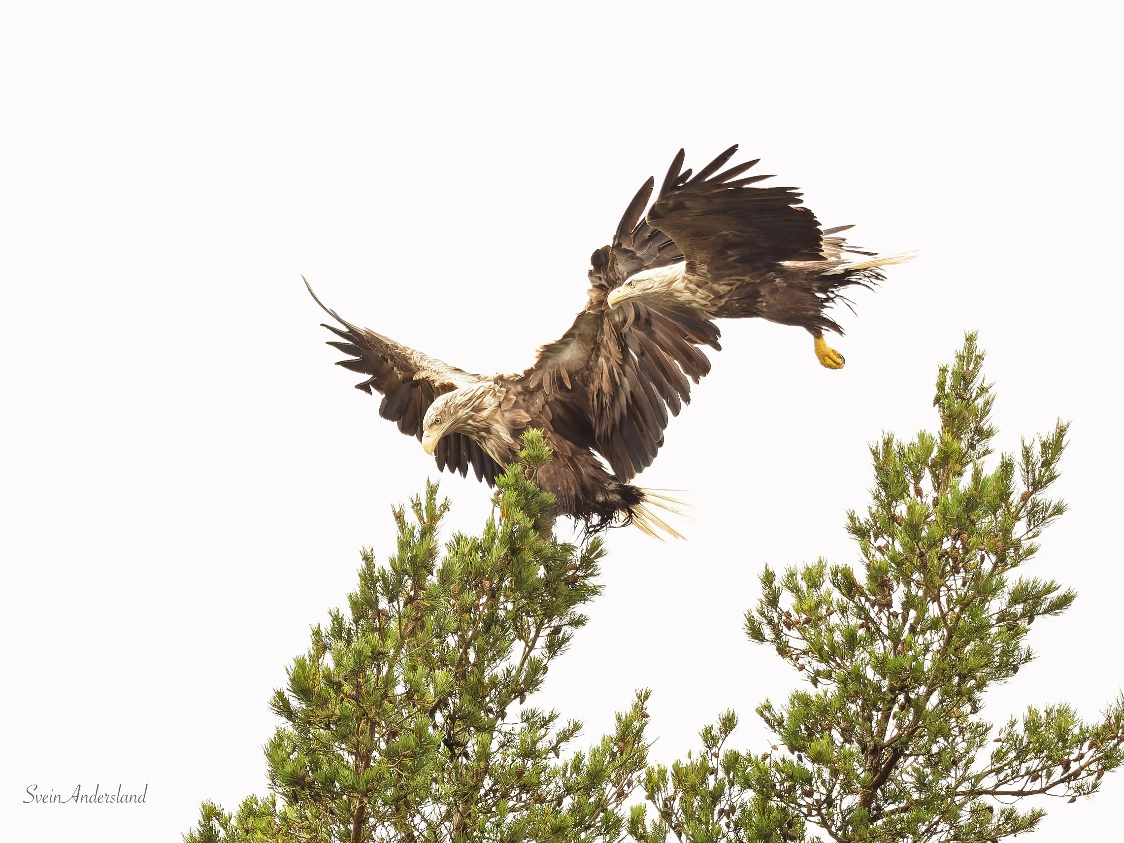 Havørn fanger fisk. Sea eagle, white-tailed eagle catches fish. Sea eagle, white-tailed eagle, eagle photography