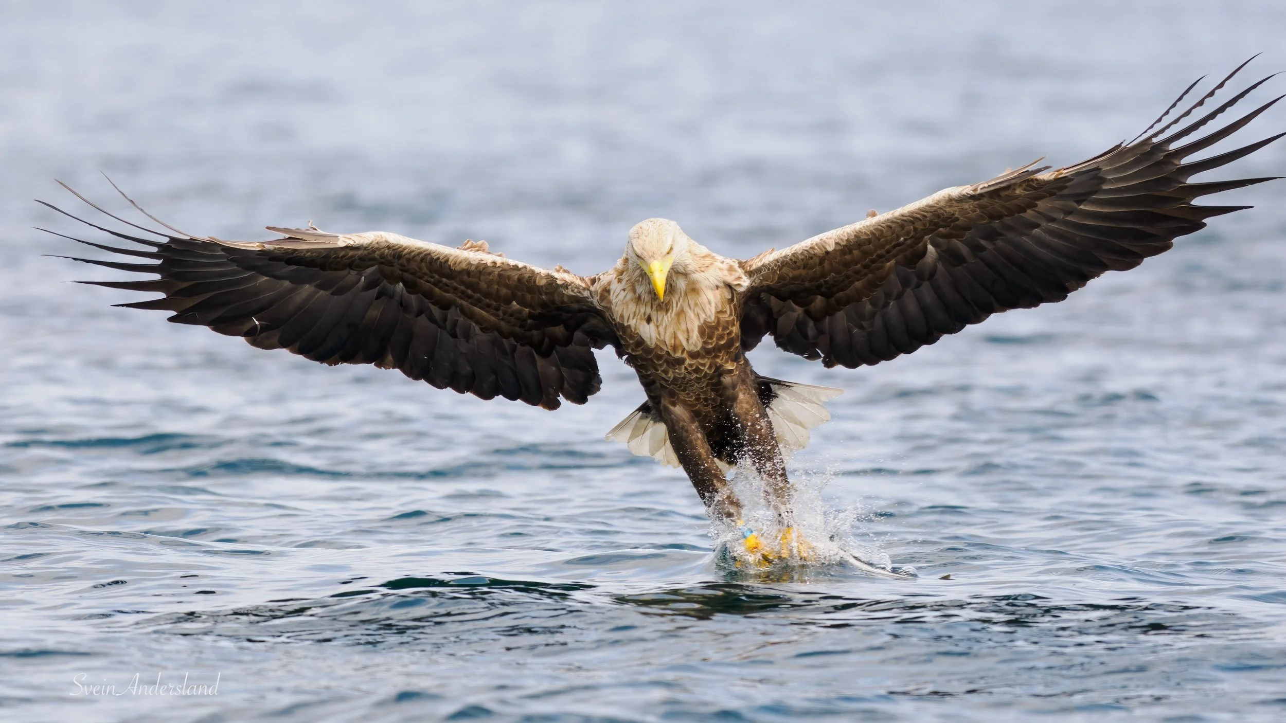 havørn-_6095824-Edit.jpg