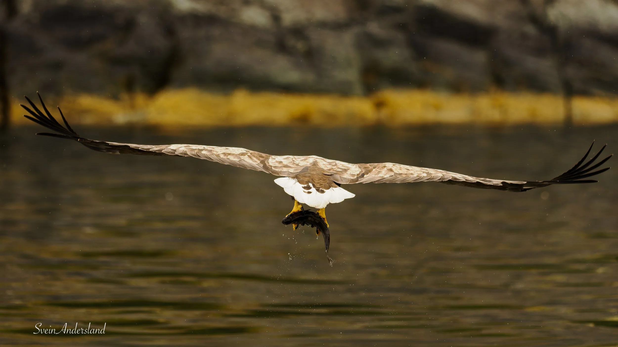 havørn fanger fisk, sea eagle or white-tailed eagle catches fish