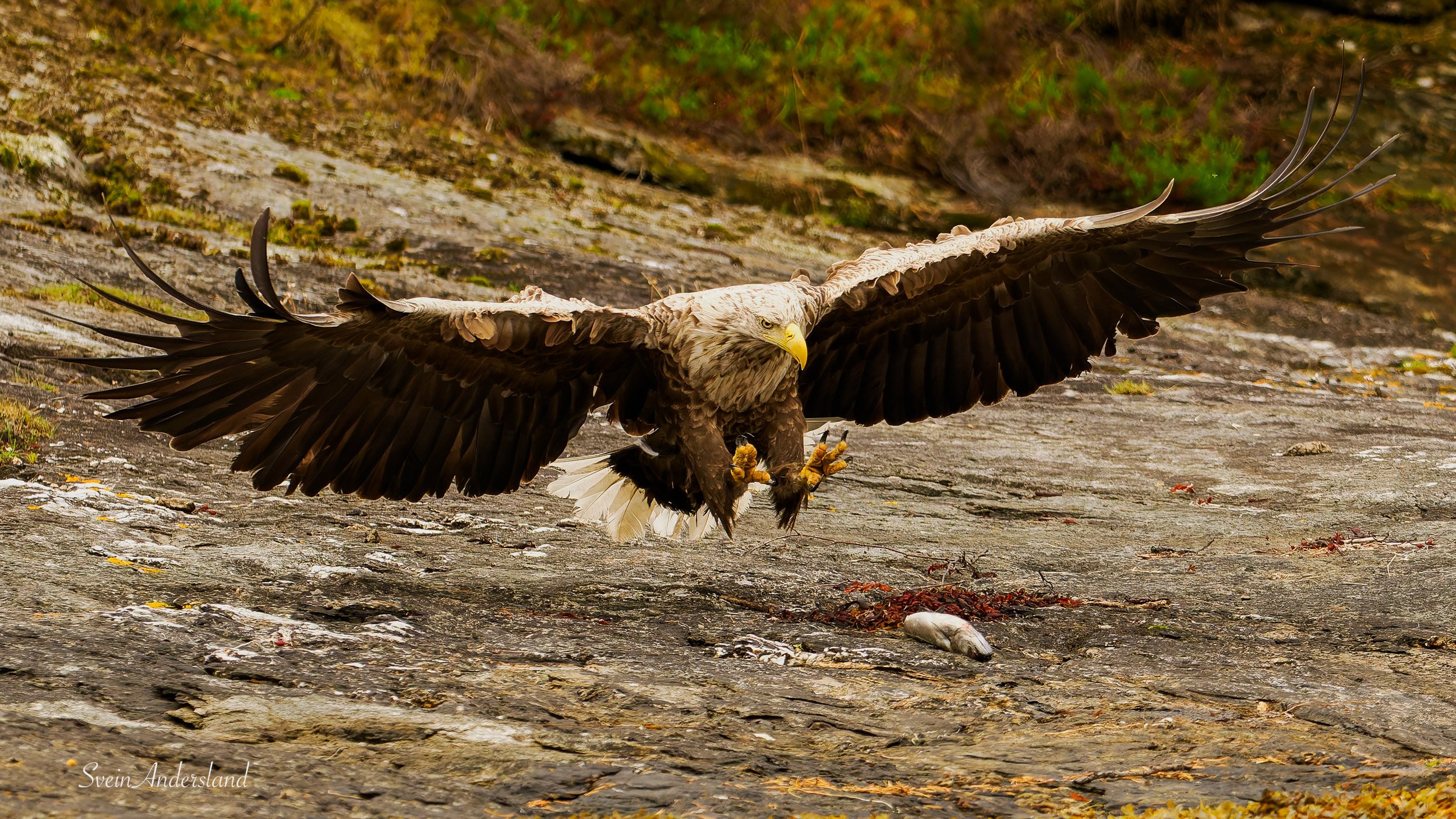 Havørn fanger fisk. Sea Eagle catches fish. White-tailed eagle cathes fish