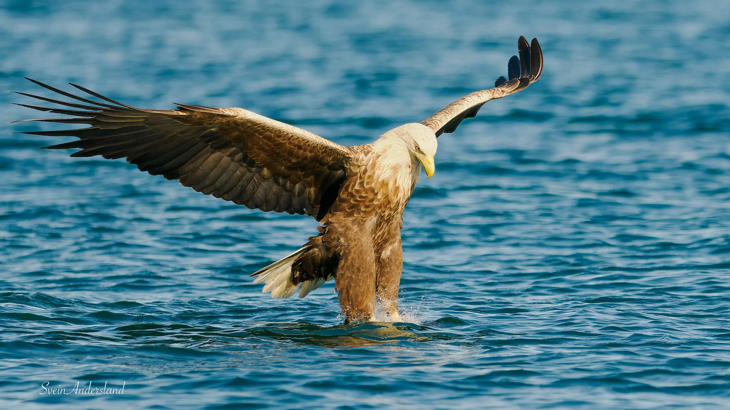 Havørna Ottar fangar fisk. The sea eagle, white-tailed eagle Ottar catches fish