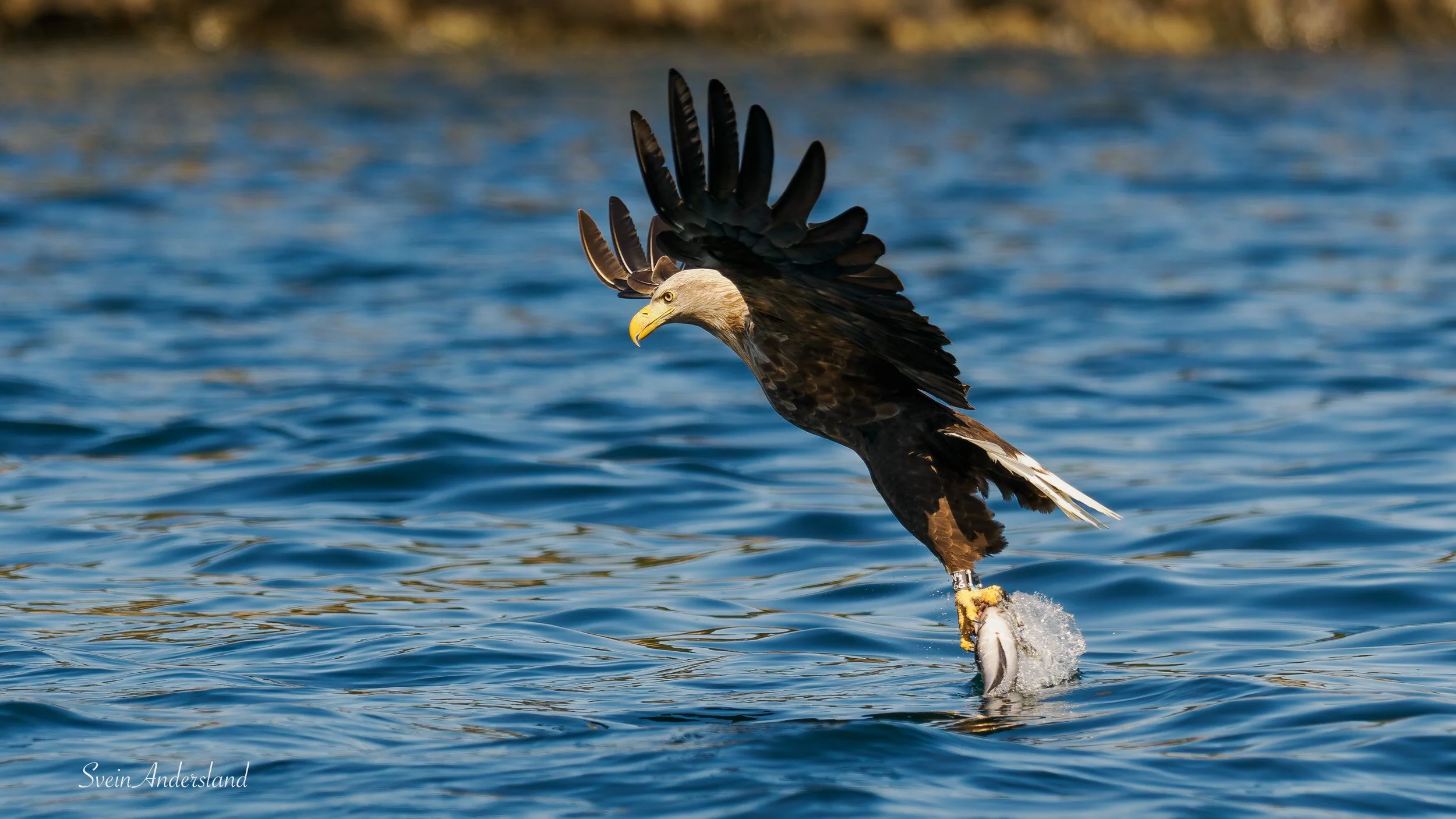Havørna Otto fanger en fisk. The sea eagle Otto cathes a fish.
