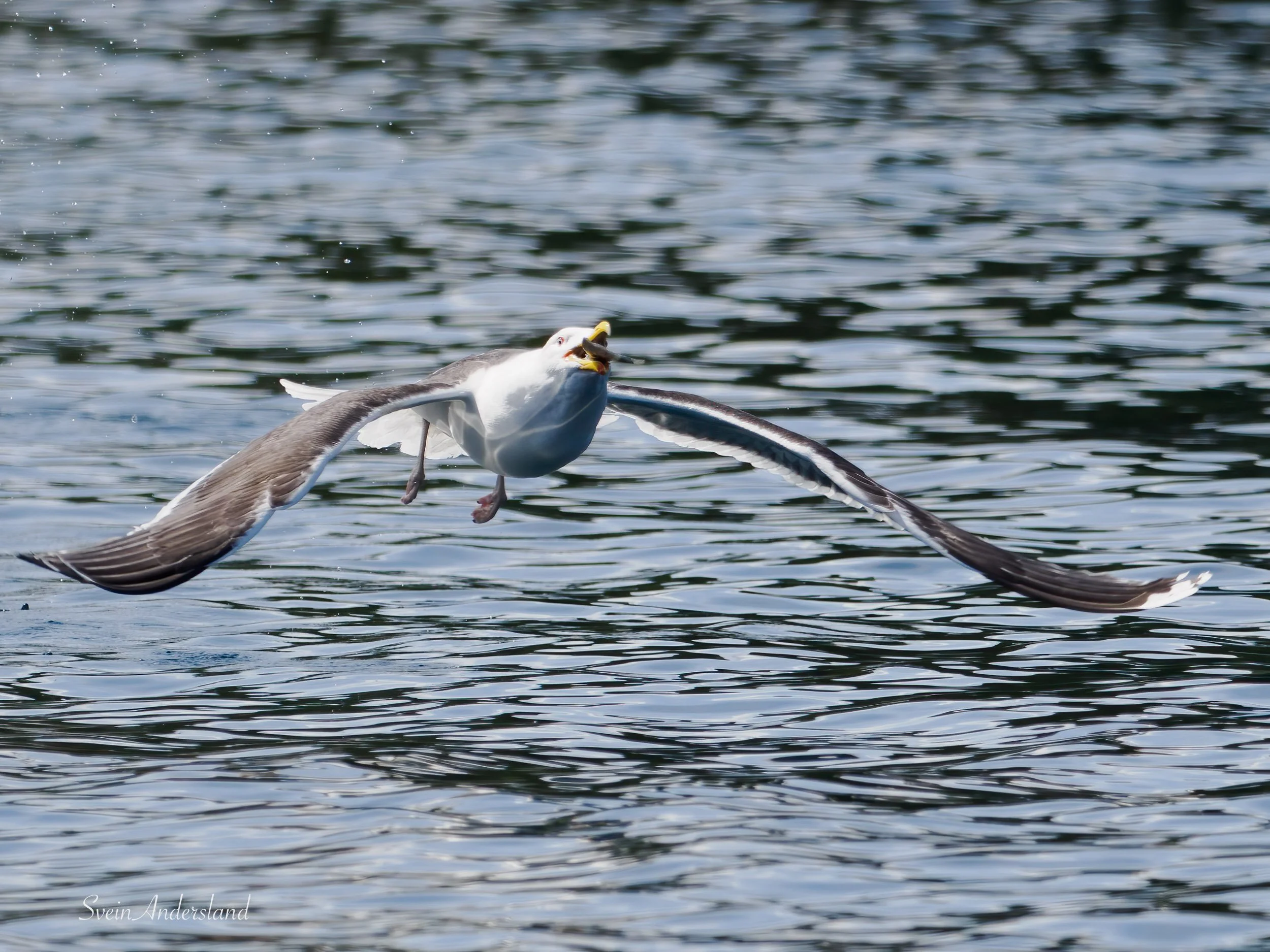 havørn-_6218550-Edit.jpg