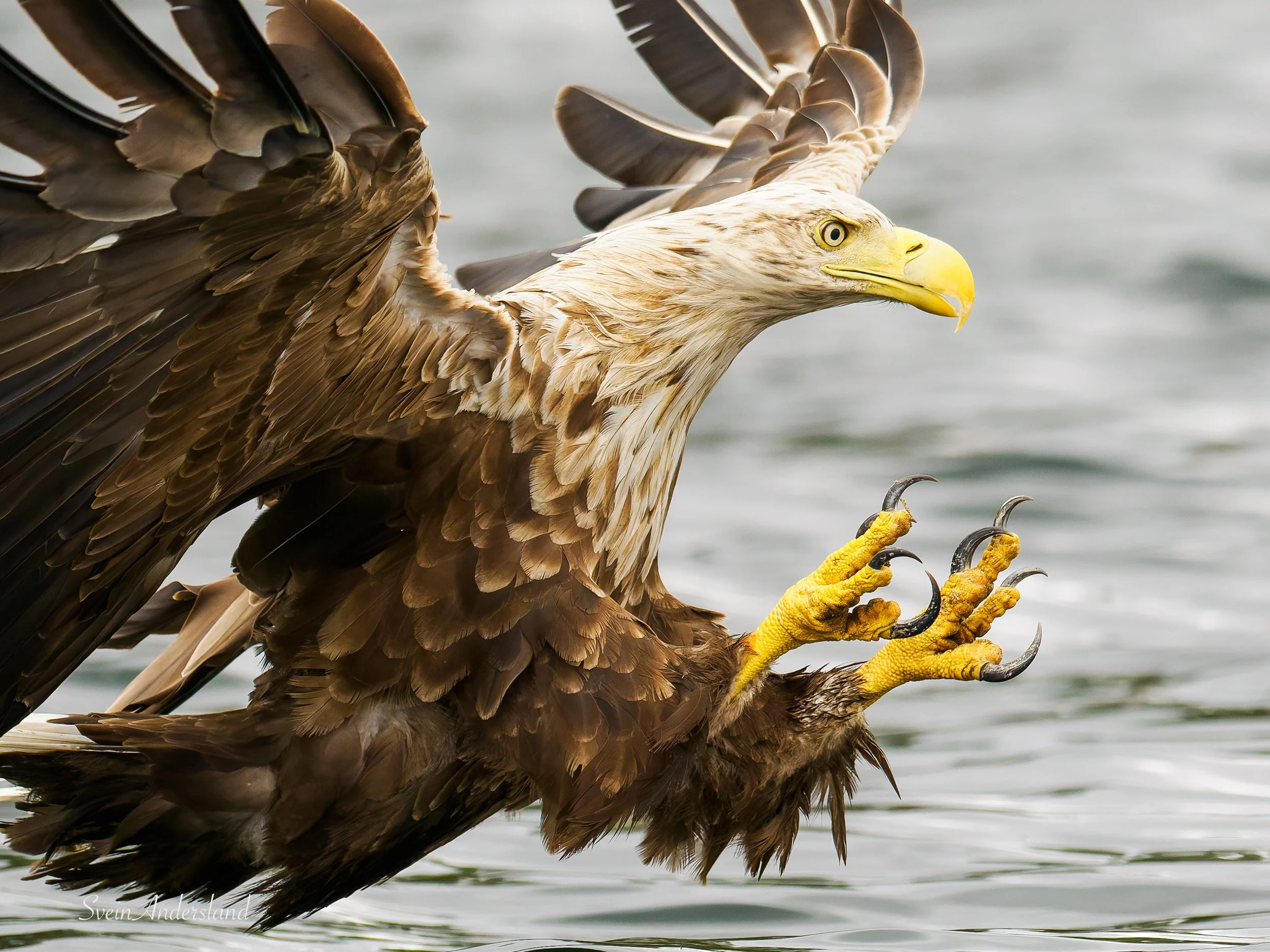 Havørn fanger fisk. Sea Eagle catches fish. White-tailed eagle cathes fish