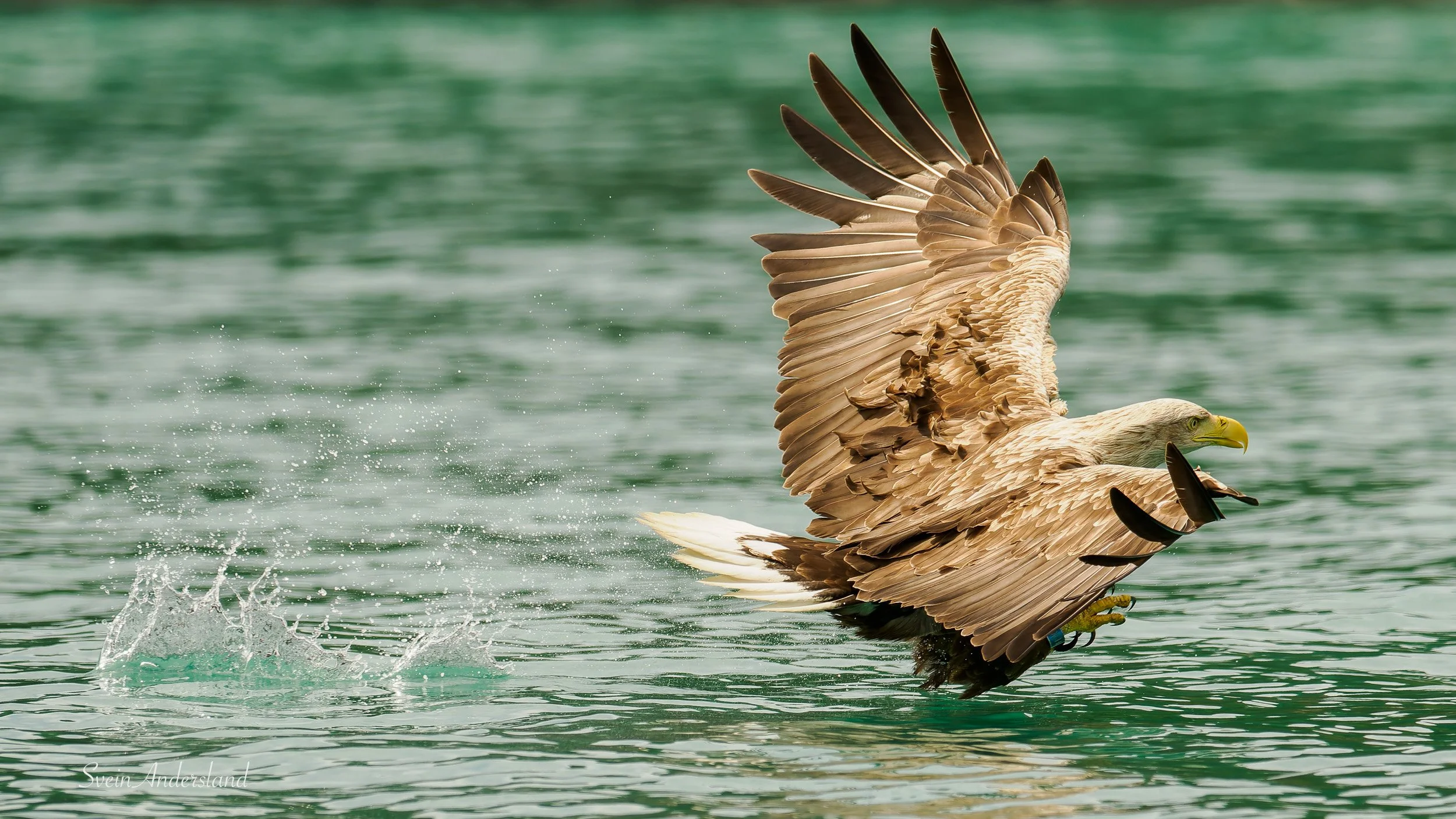 Havørn fanger fisk. Sea eagle, white-tailed eagle catches fish