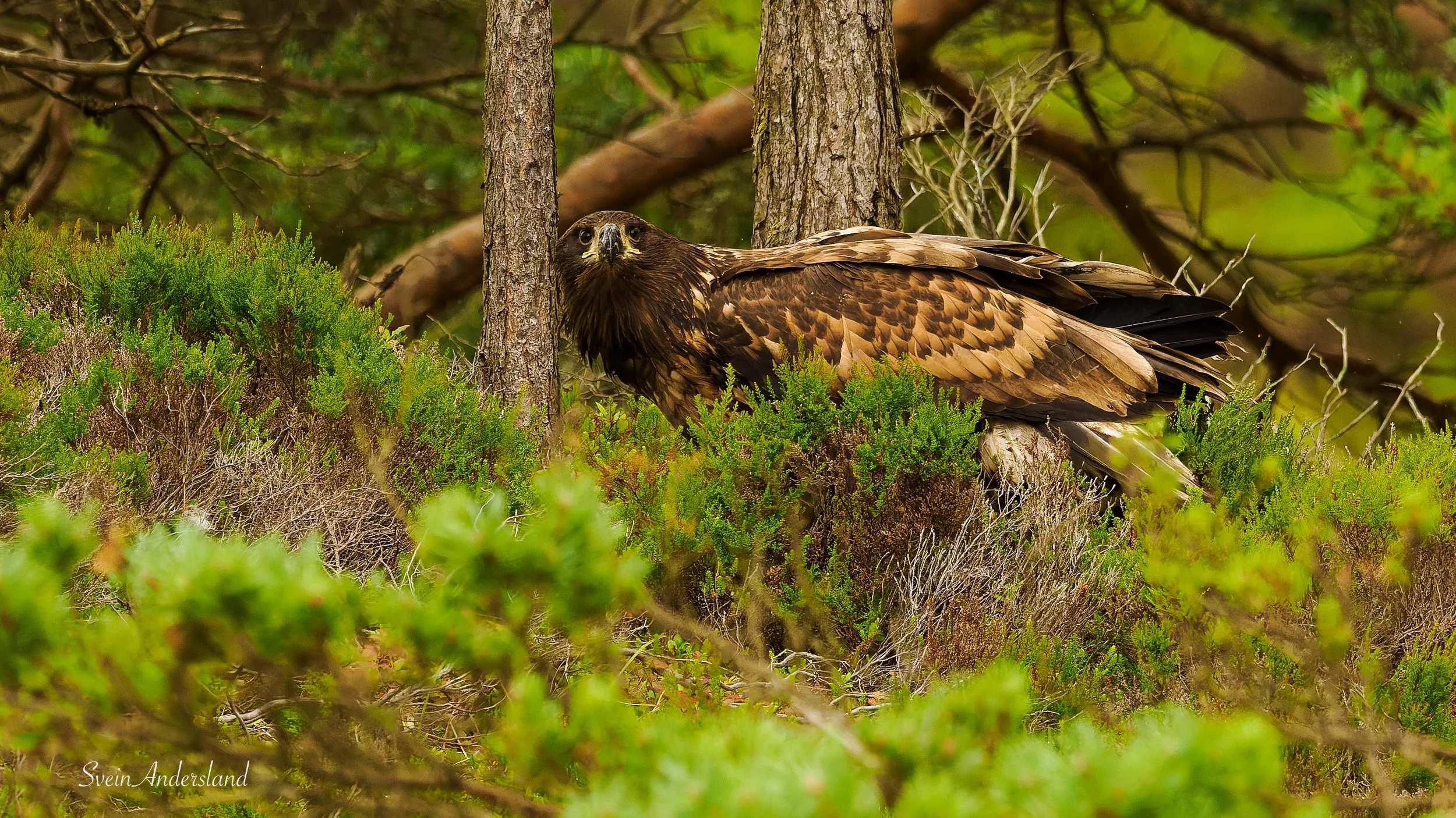 havørn fanger fisk, sea eagle or white-tailed eagle catches fish