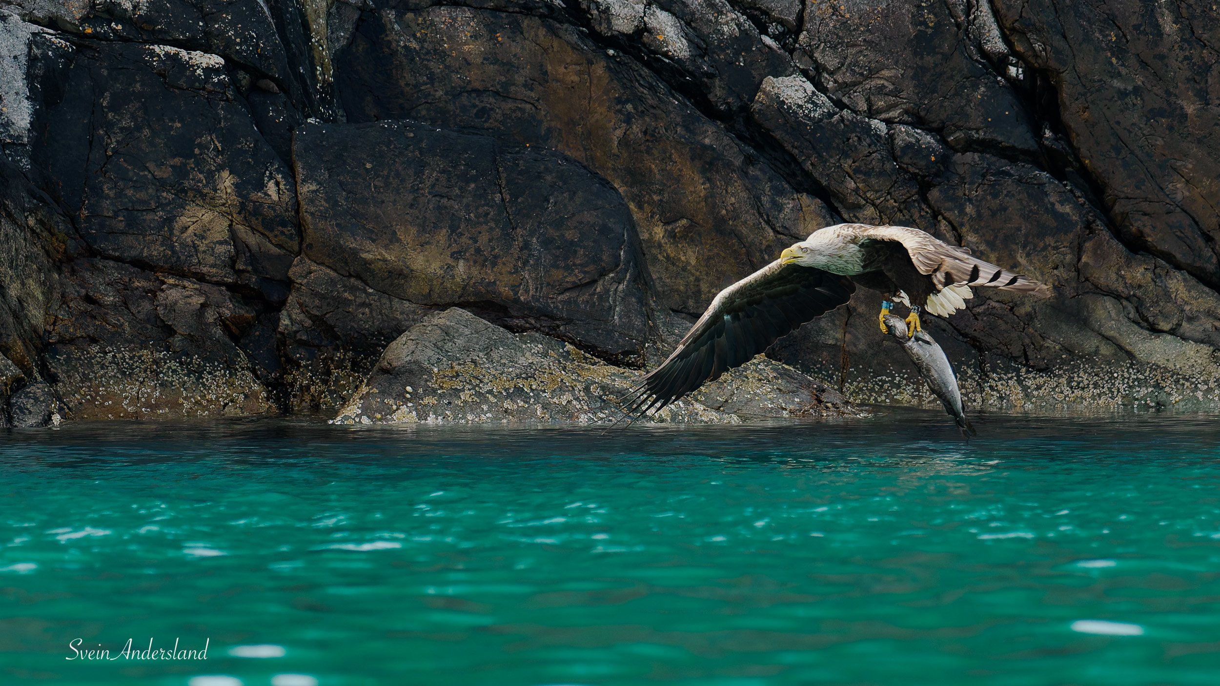 Havørn fanger fisk. Sea eagle, white-tailed eagle catches fish