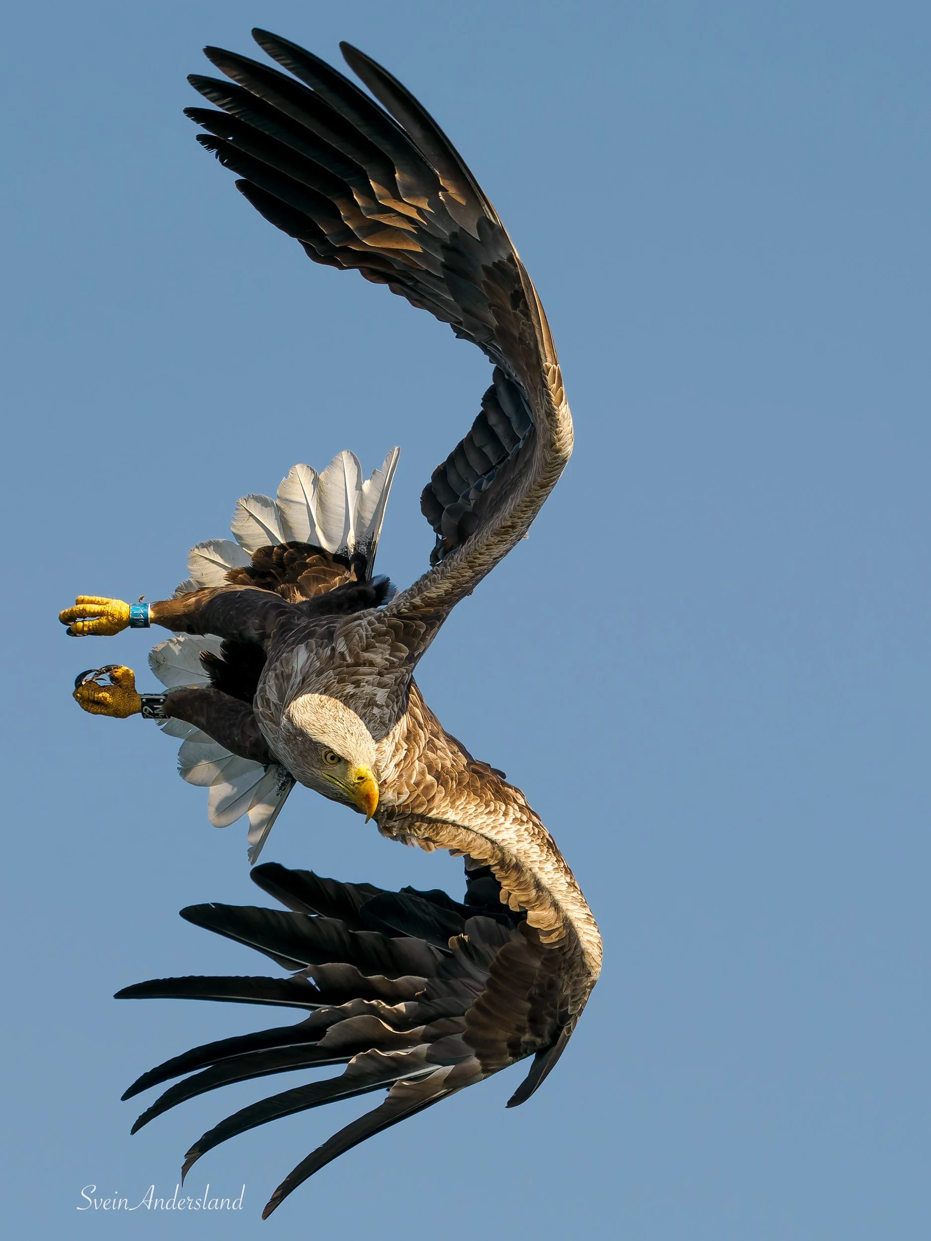 havørn, sea eagle, white-tailed eagle
