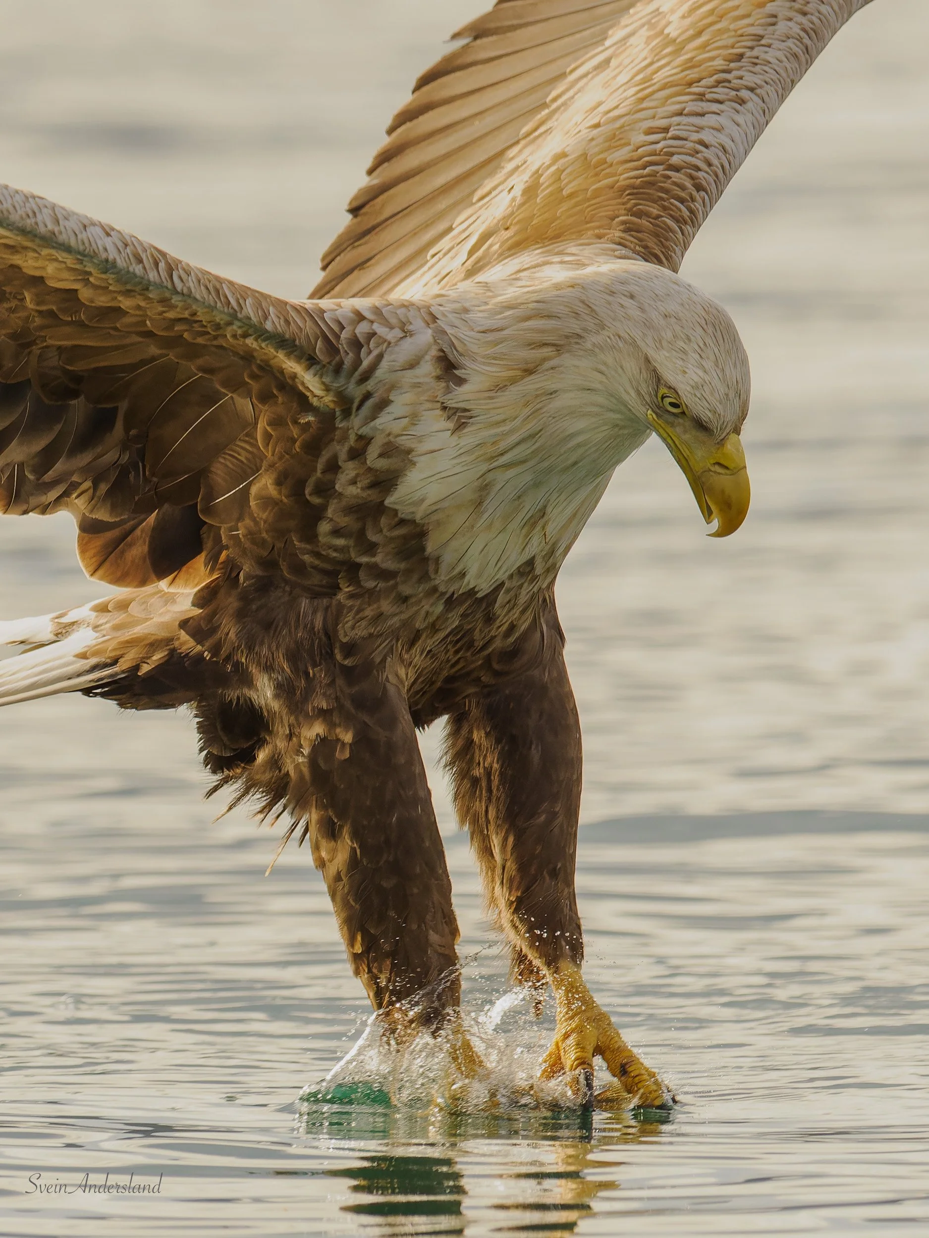 Havørna Ottar hentar fisk. The sea eagle Ottar catches fish.