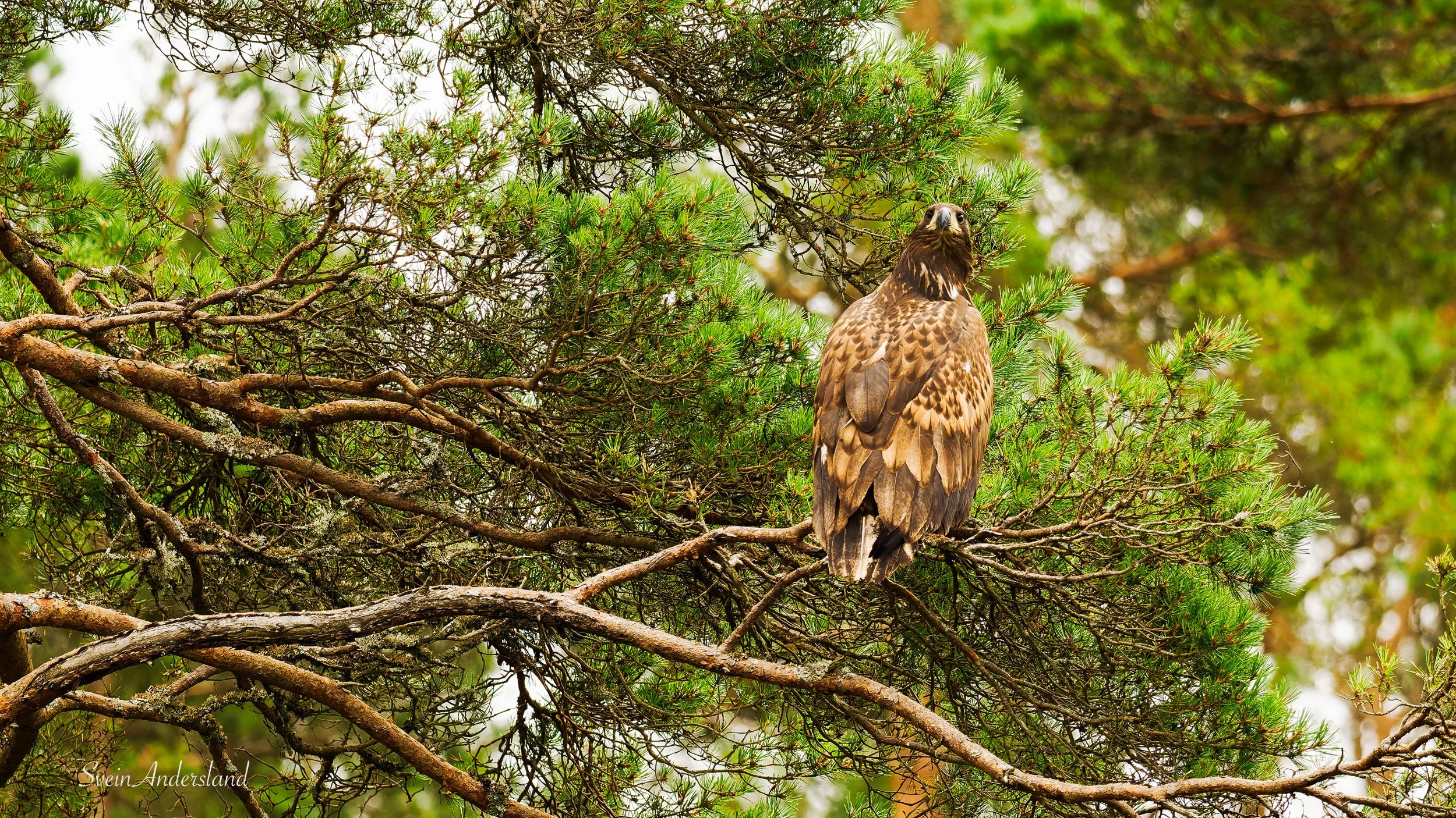 Havørn fanger fisk. Sea Eagle catches fish. White-tailed eagle cathes fish