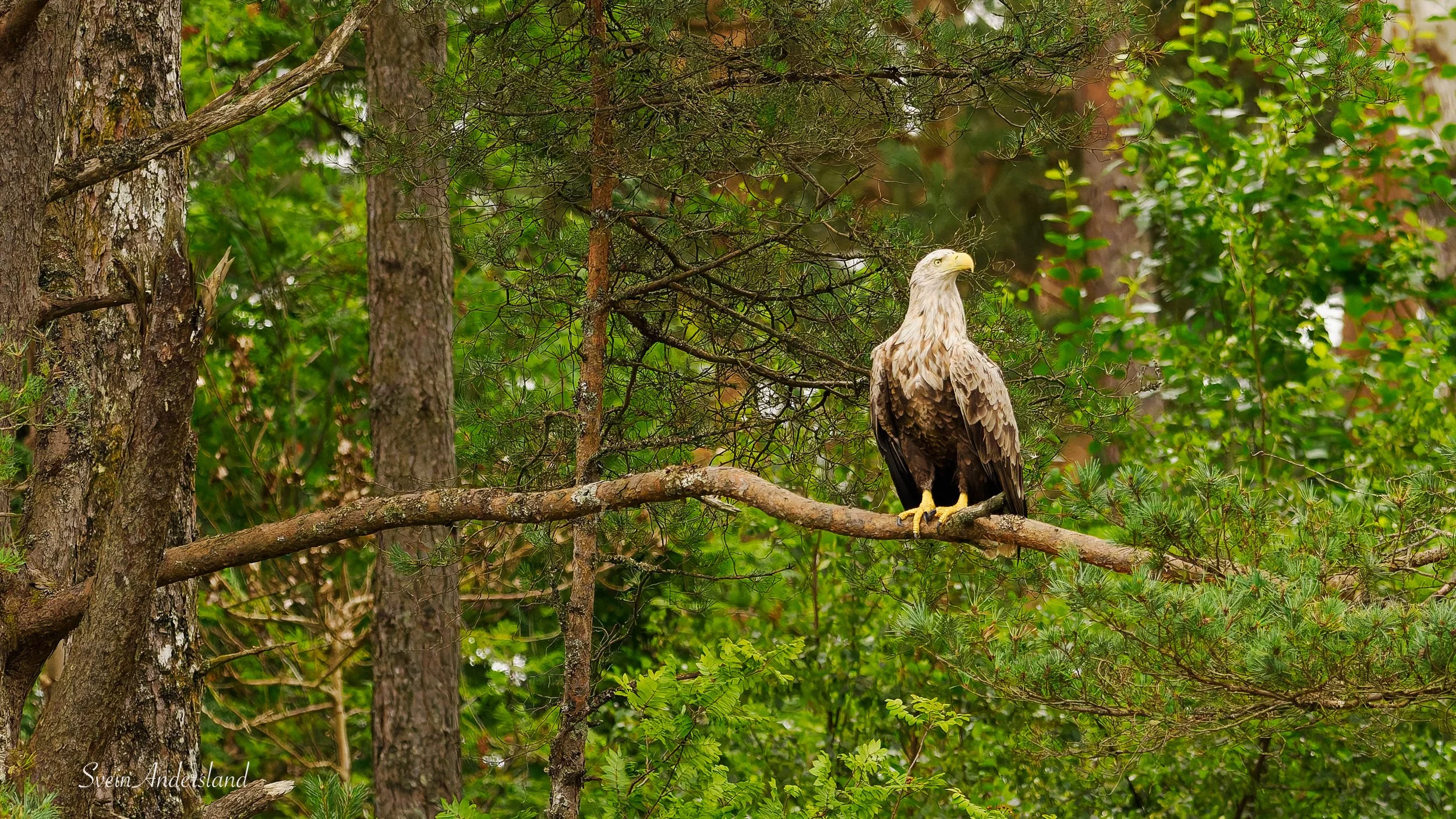 Havørn fanger fisk. Sea Eagle catches fish. White-tailed eagle cathes fish