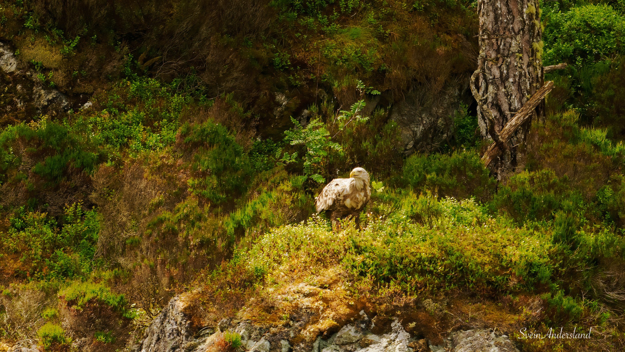 Havørn. Sea eagle. White-tailed eagle.